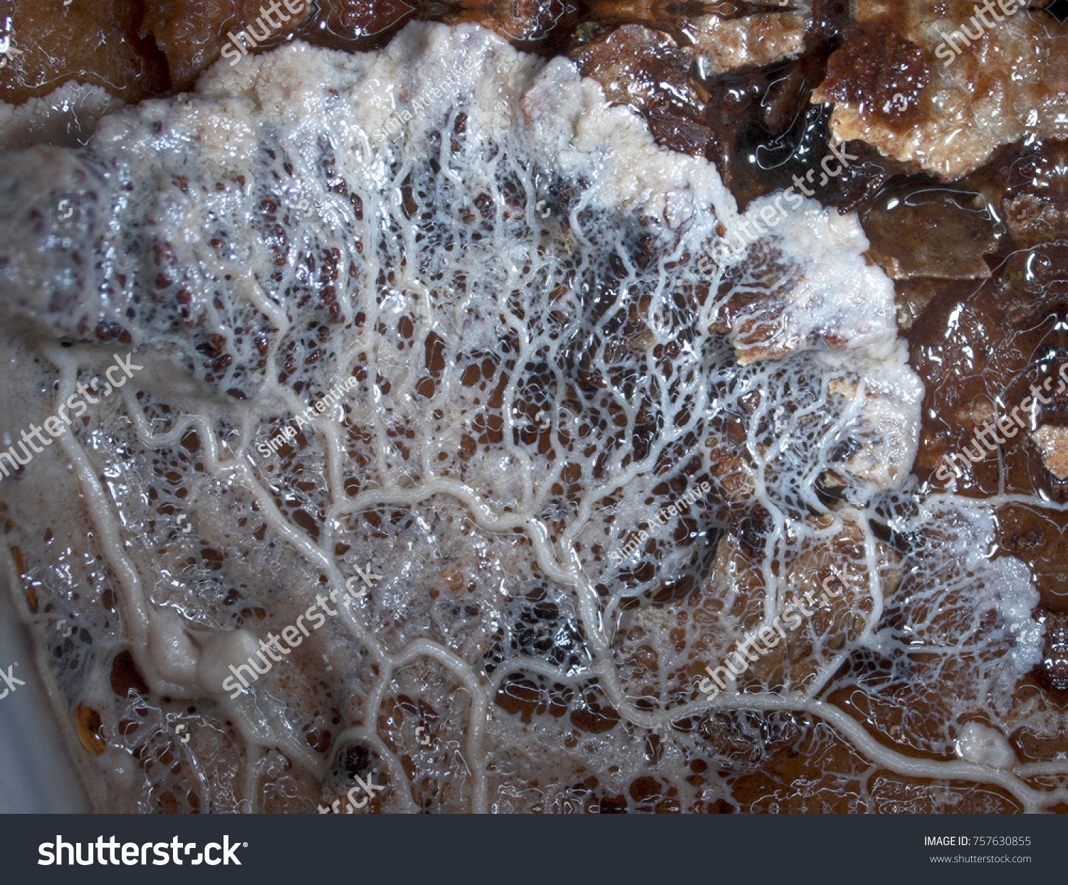 A massive white veiny plasmodium of a slime mould, or myxomycete, is crawling and spreading on a substrate. Myxomycete is a special organism that gathers from many microscopic unicellular amoebae. #757630855