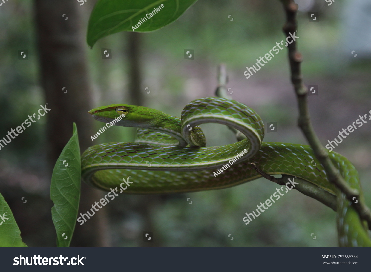 Green Vine Snake in Philippines  #757656784