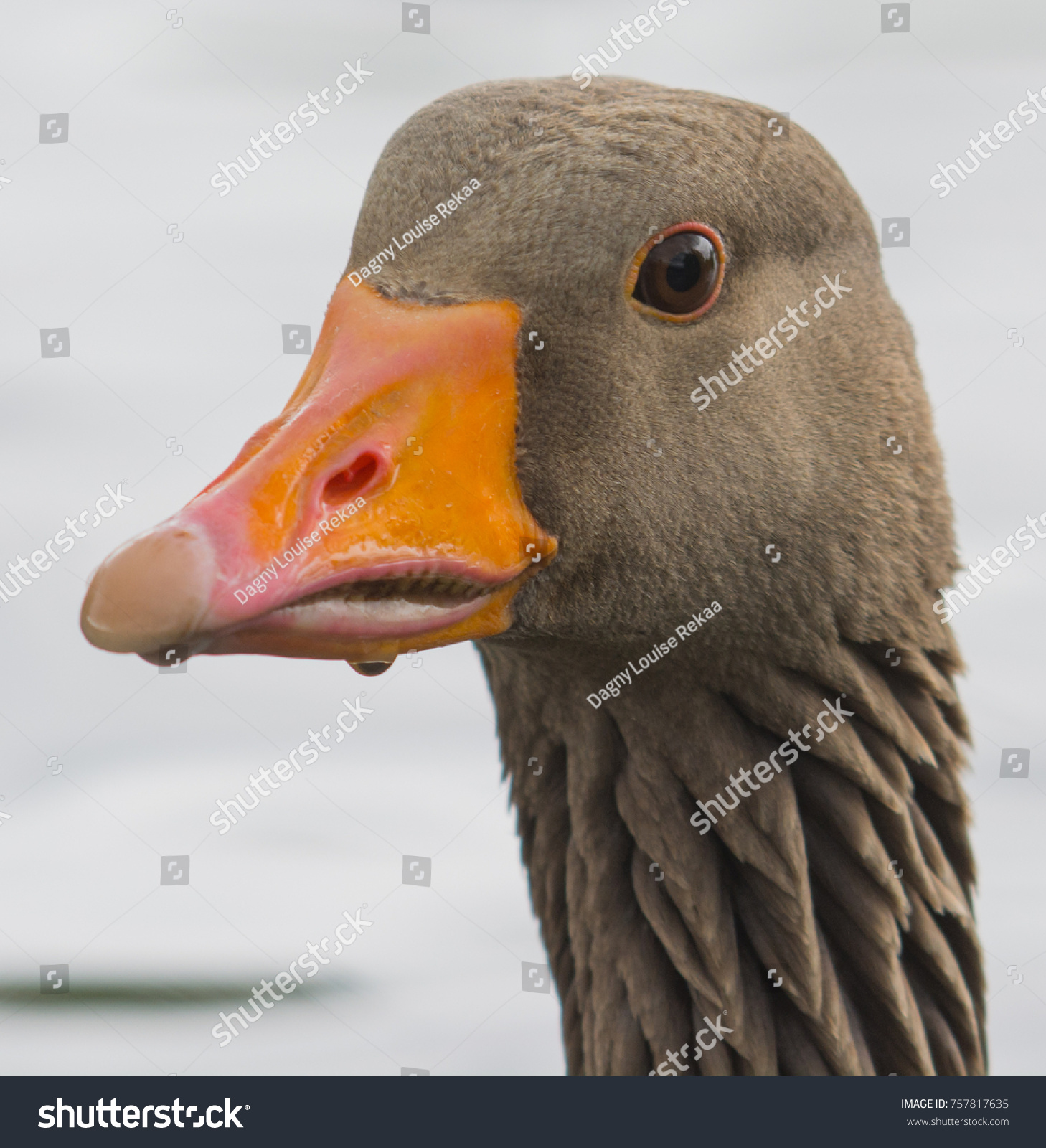 Portrait of a Greylag Goose with waterdrops under the beak. Grey goose - Anser anser #757817635