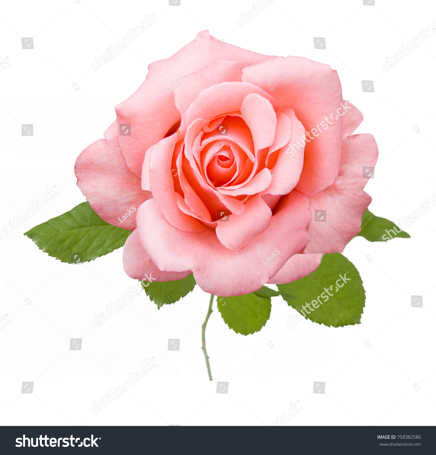 Beautiful rose isolated on white background #758382586