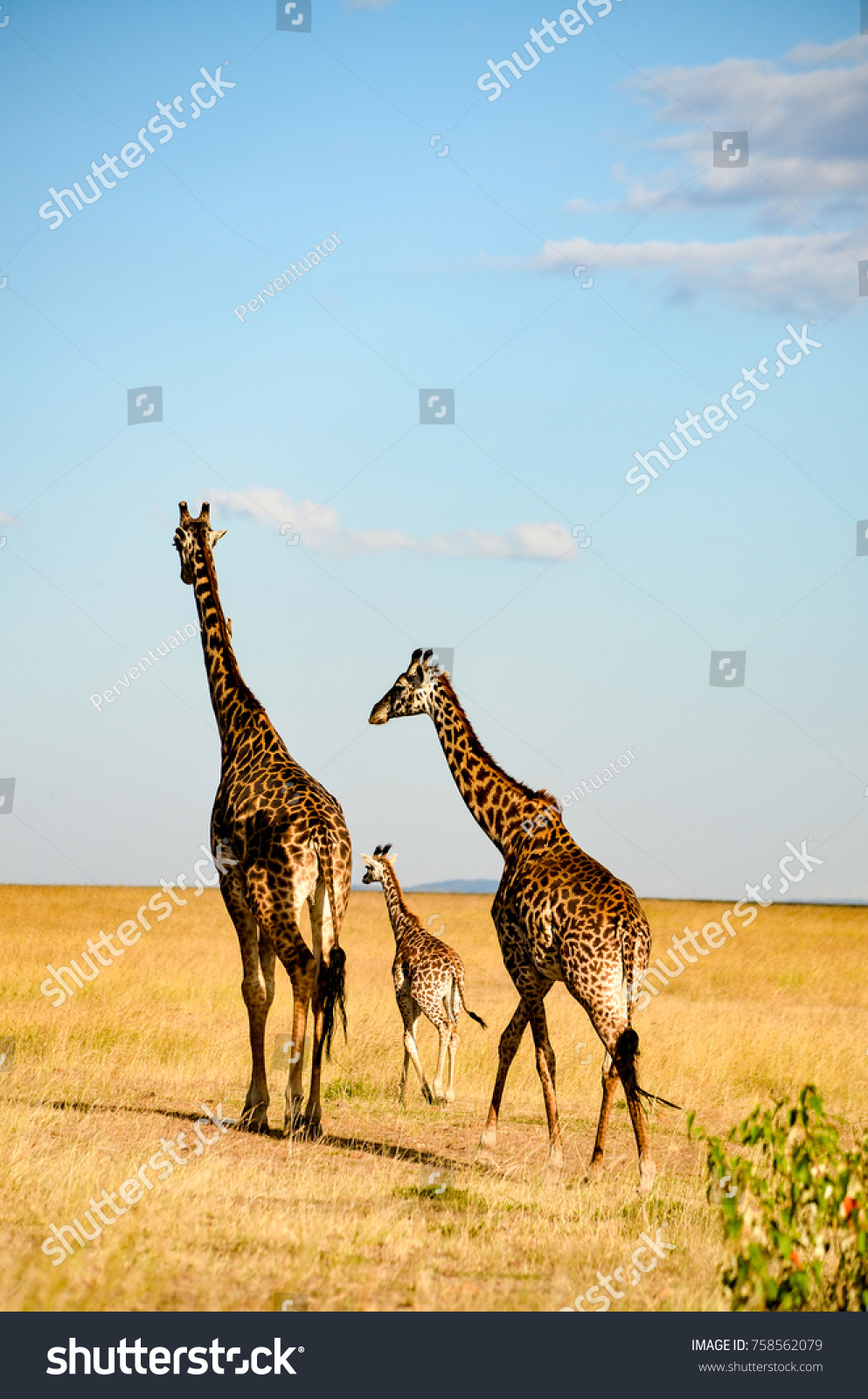 Giraffes in african jungle #758562079