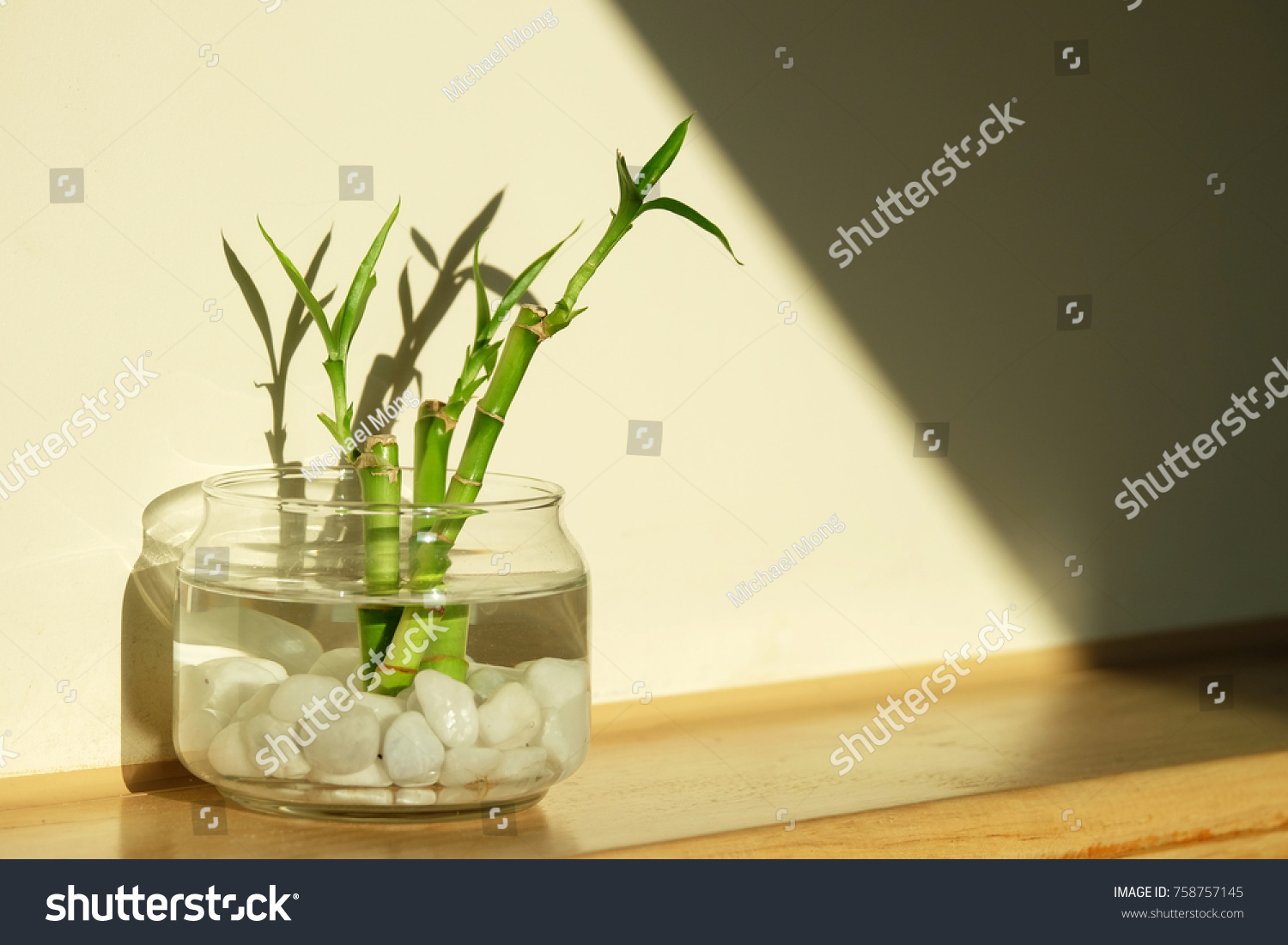 Green lucky bamboo as known as scientific name, Dracaena braunii, or Ribbon plant, or belgian evergreen in glass water jar with beautiful light and shadow #758757145