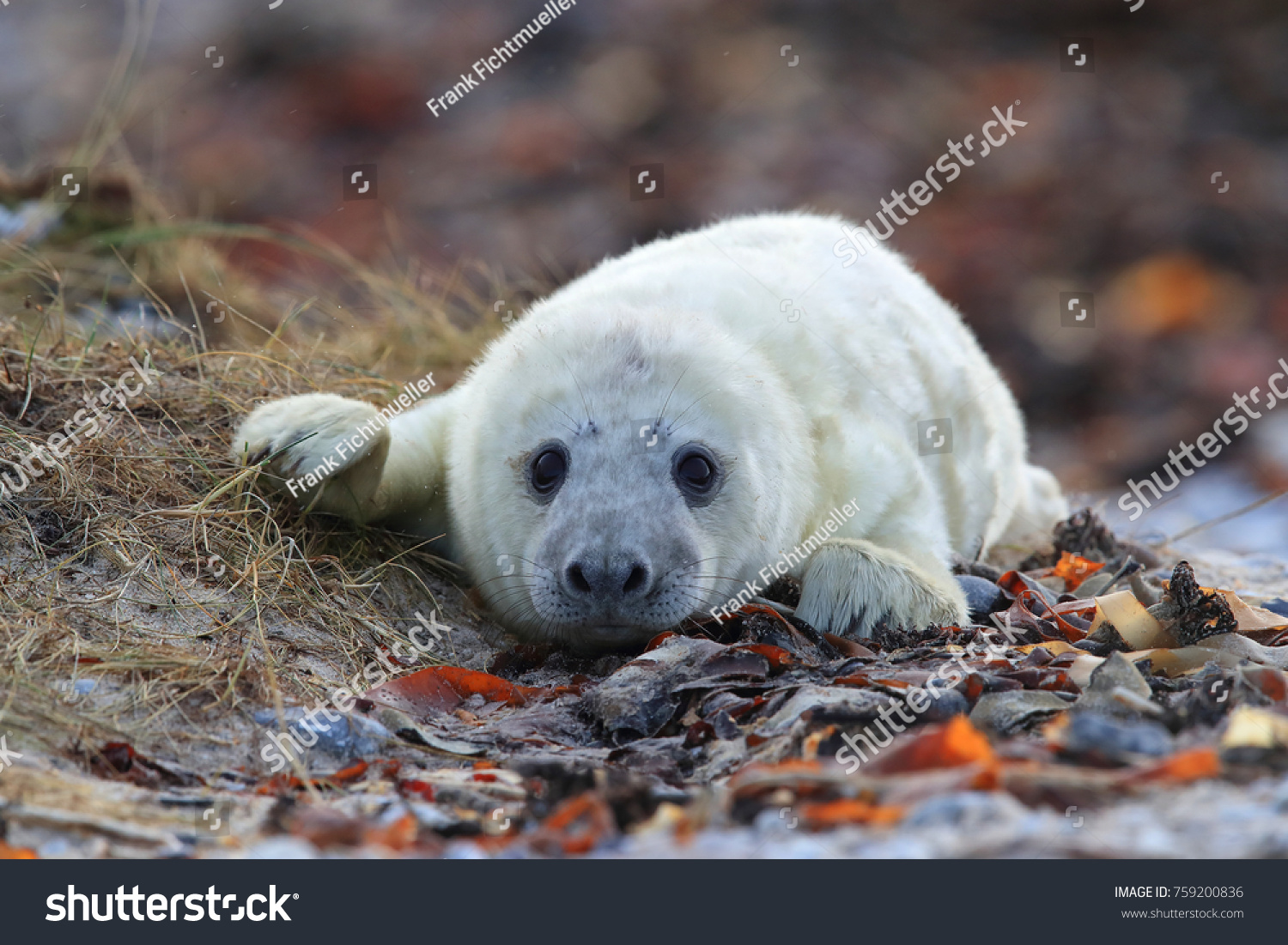 Grey Seal (Halichoerus grypus) Pup Helgoland Germany #759200836