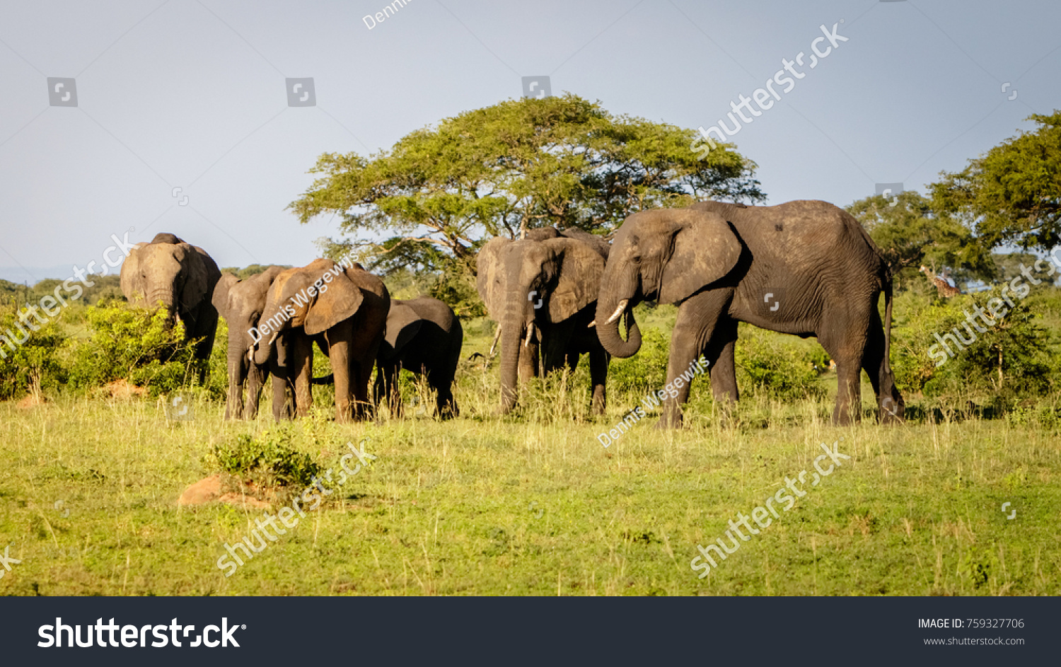 A group of elephants enjoying the sunset warmth in Murchison Falls national park in Uganda nearby lake Albert. Unbelievable that oil drilling will take place nearby to destroy the nature. #759327706