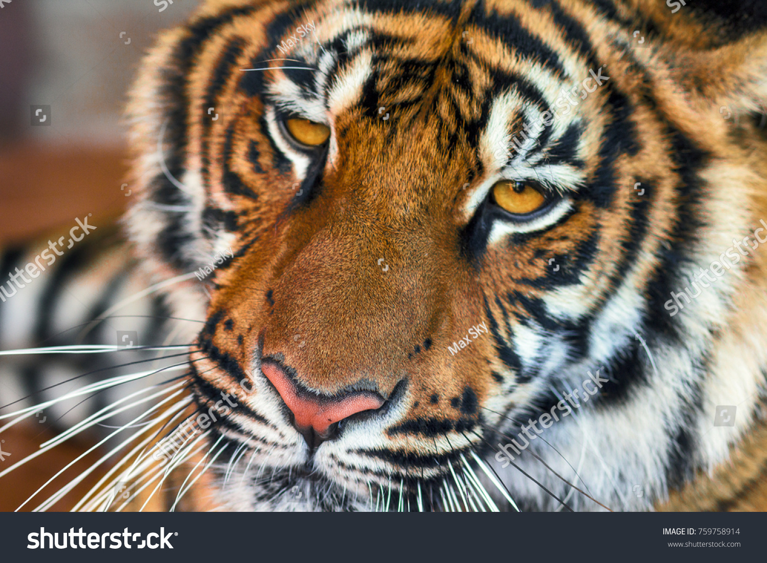 The Indochinese tiger. Close-up #759758914