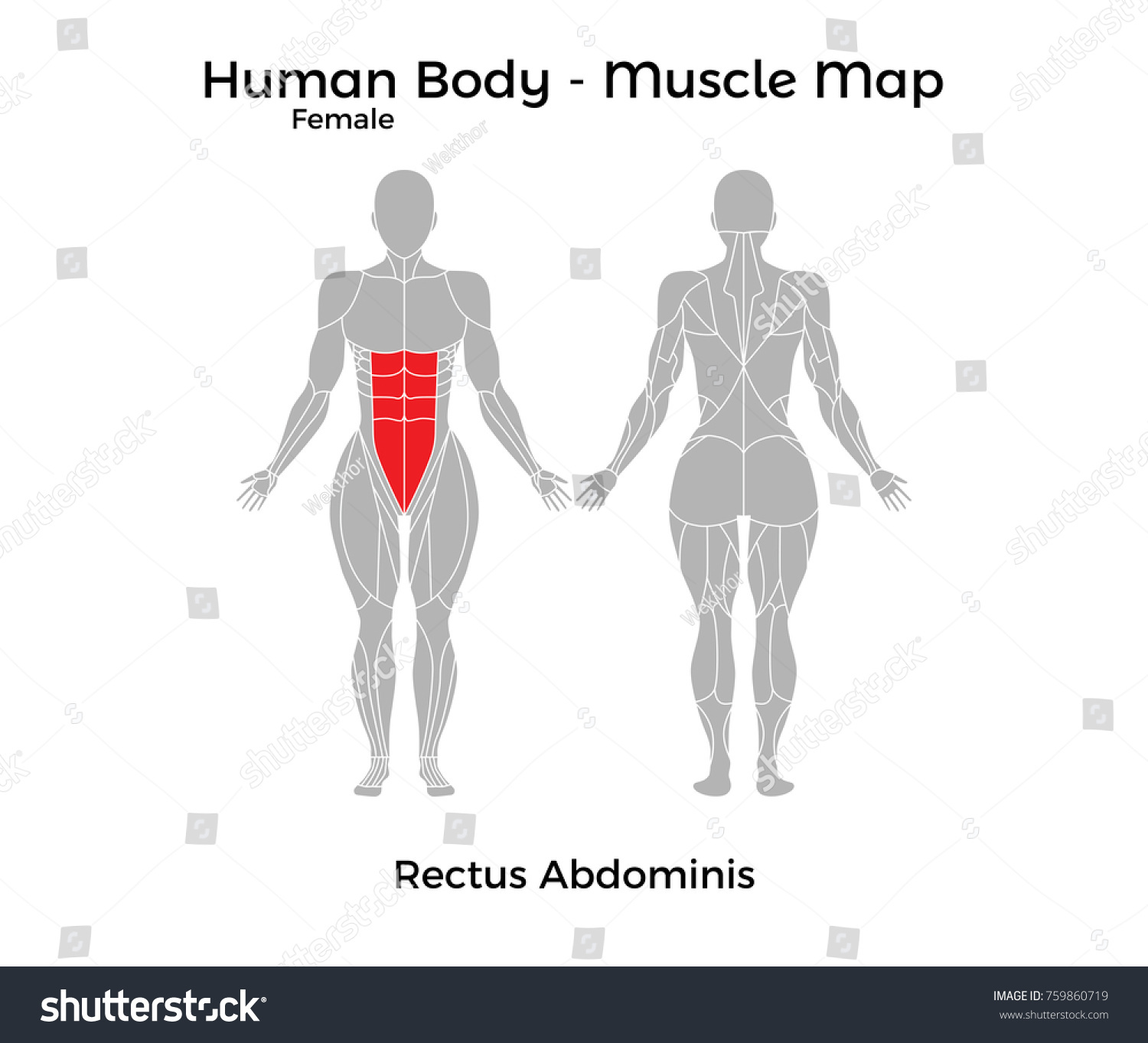 Female Human Body Muscle Map Rectus Abdominis Royalty Free Stock