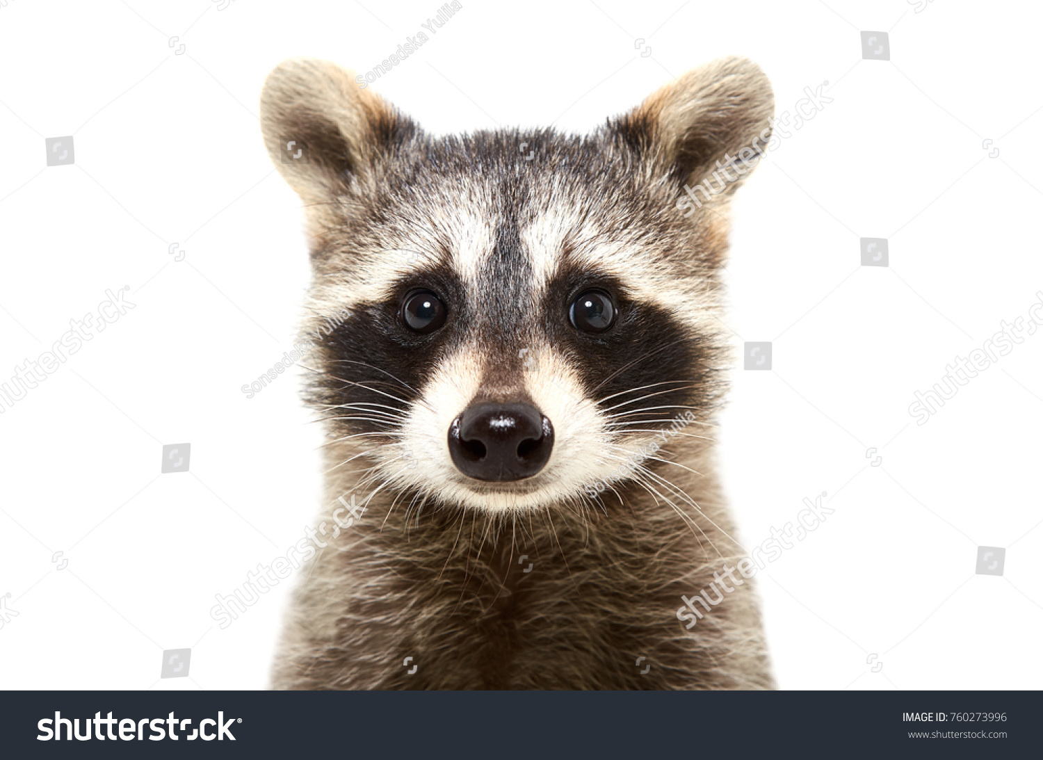 Portrait of a cute funny raccoon, closeup, isolated on white background #760273996