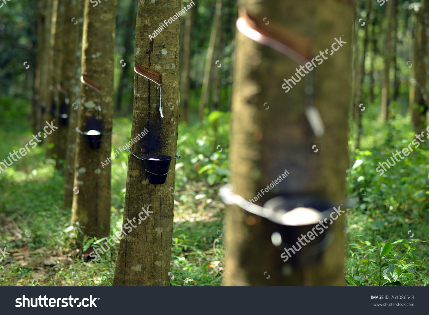 Rubber tree latex in asia #761086543