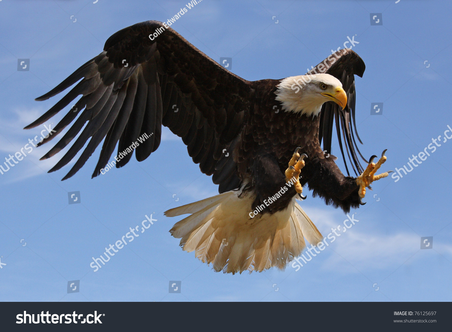 Eagle in Flight #76125697