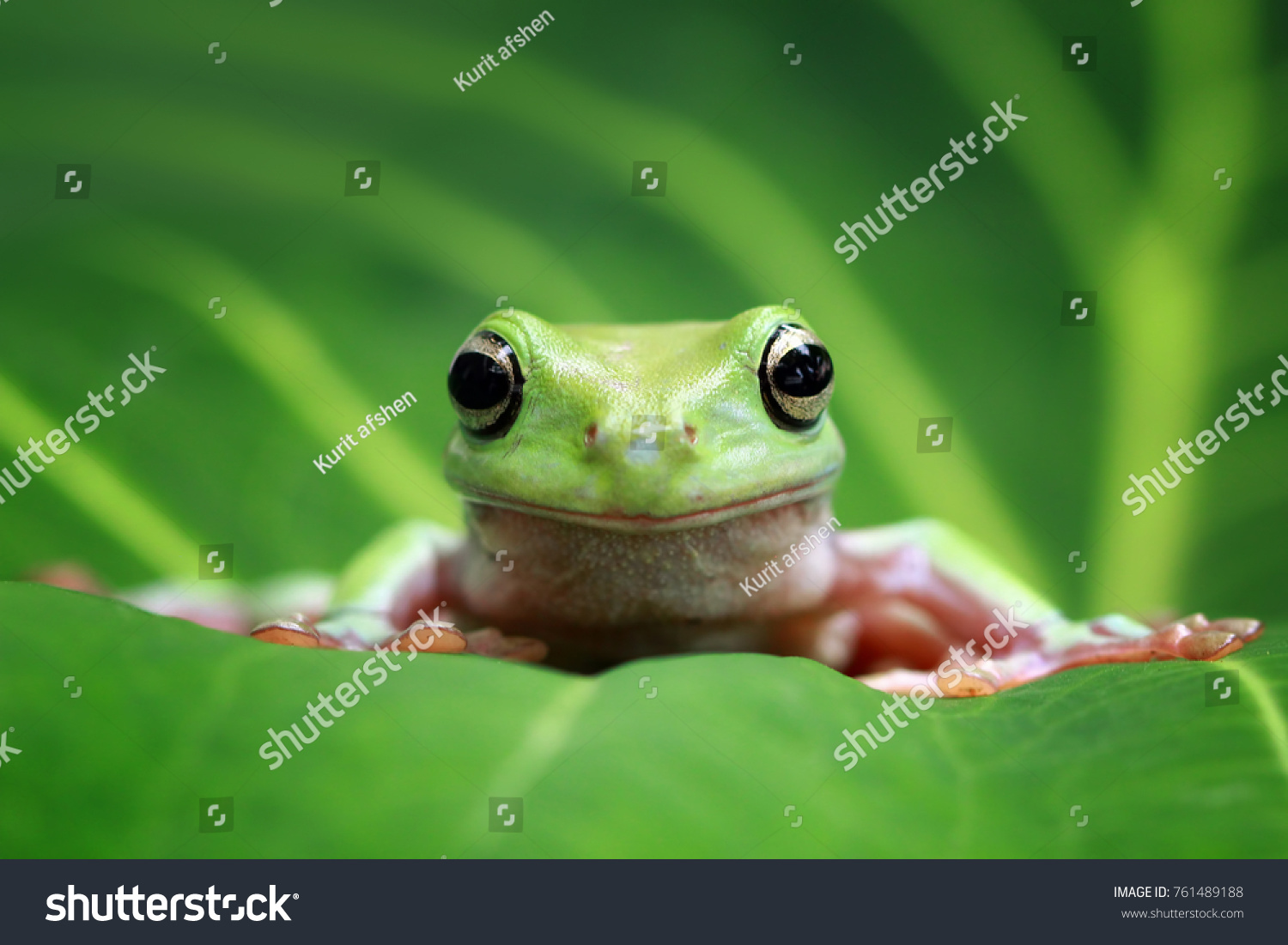 Dumpy frog "litoria caerulea" on green leaves, dumpy frog on branch, Green tree frog on leaves, Whites tree frog closeup #761489188