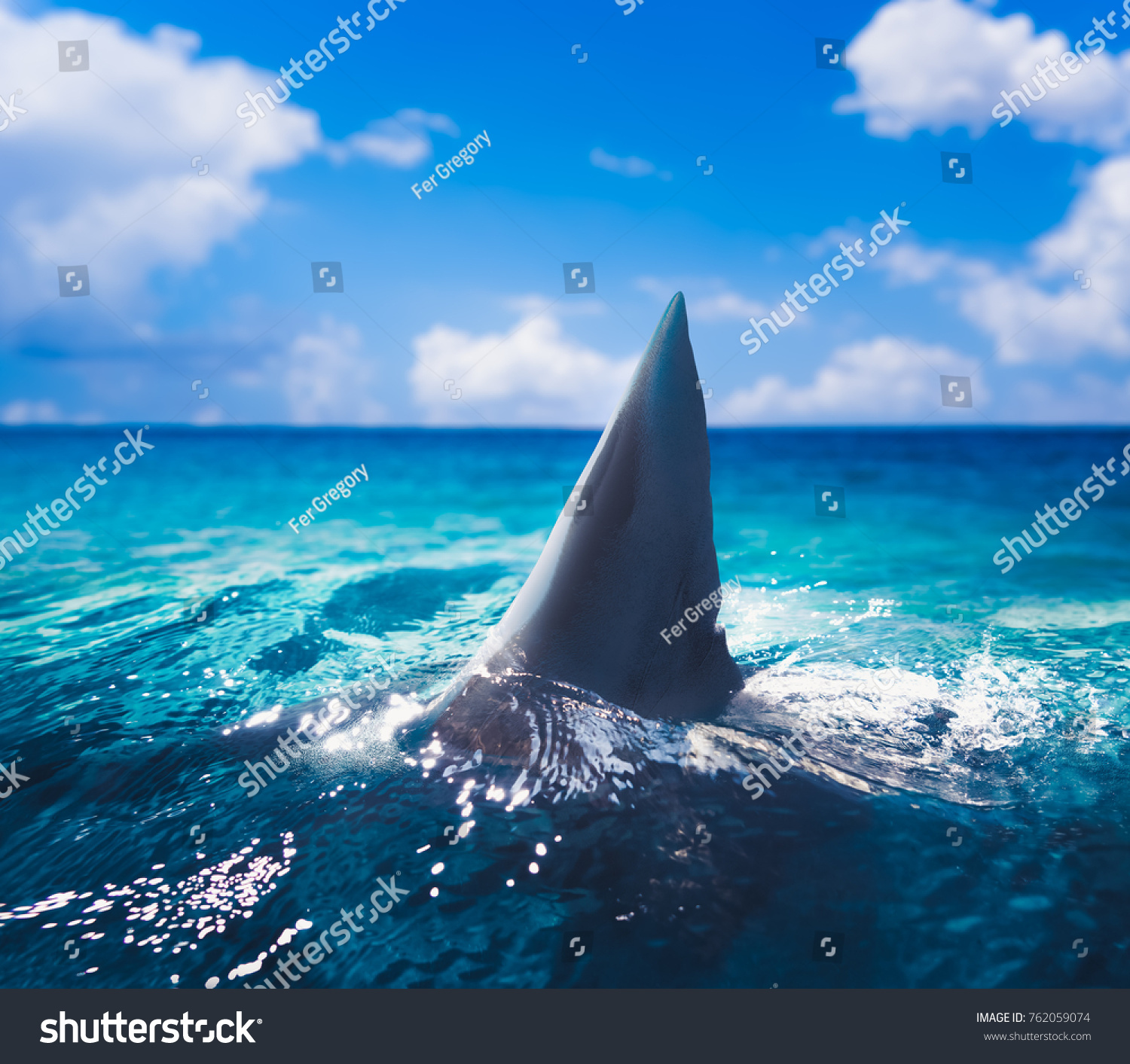 Great white shark fin above water  #762059074