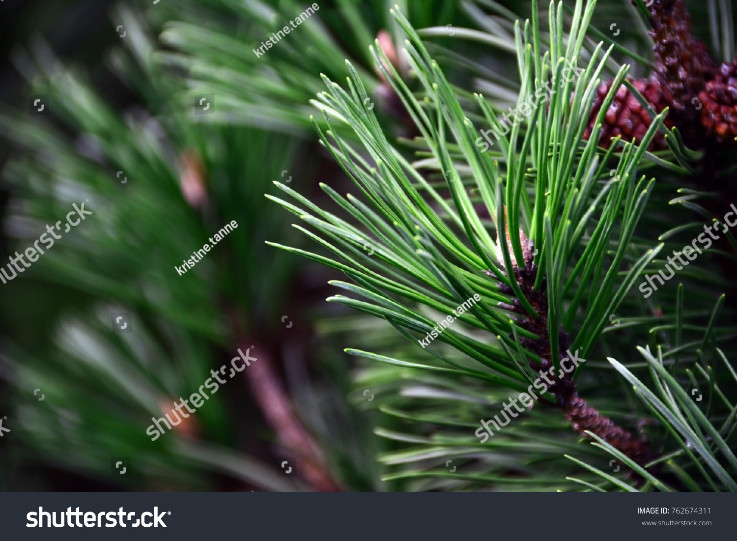 Closeup photo of green needle pine tree on the right side of picture. Small pine cones at the end of branches. Blurred pine needles in background
 #762674311