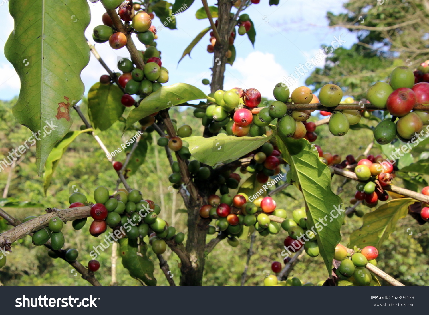 The coffee plant. #762804433