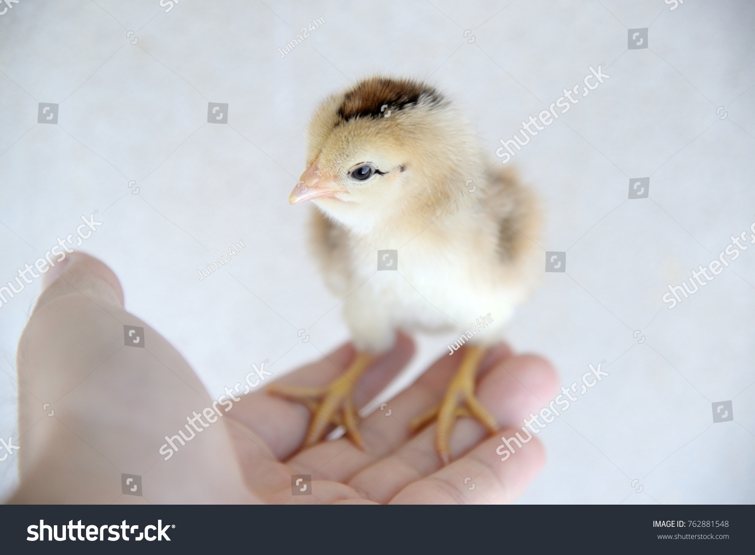 Brown chicks are in hand, crying and yearning for love from hens. On a white background #762881548