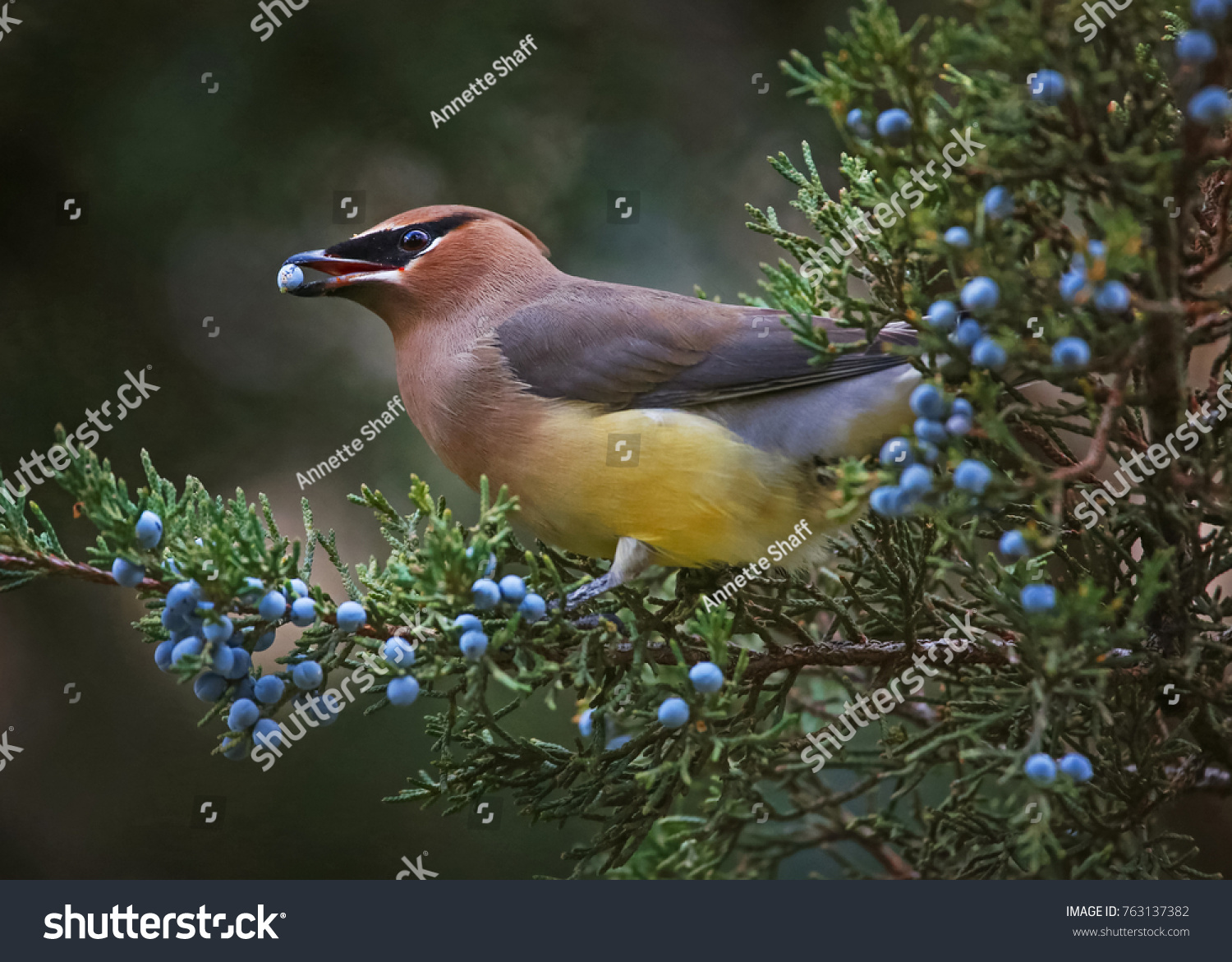 a cedar waxwing eating a blue berry off an evergreen tree in the winter time at twilight  #763137382