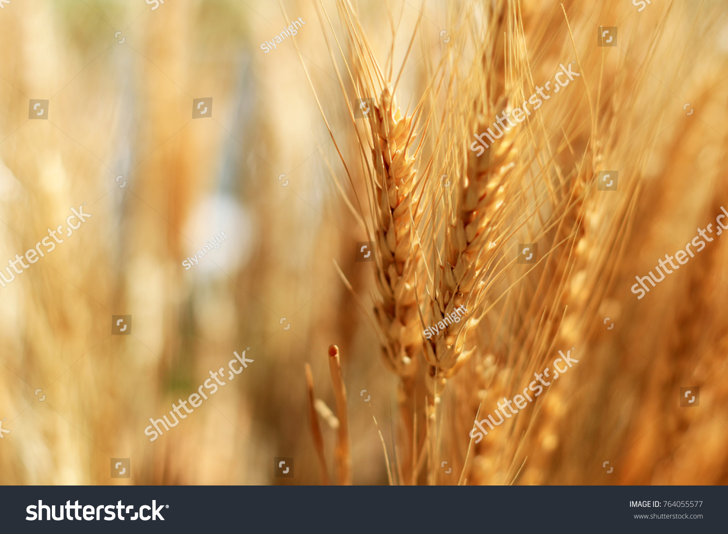 Close-up on golden wheat field or rice barley farming. Rye of barley plants harvest and agriculture background. #764055577