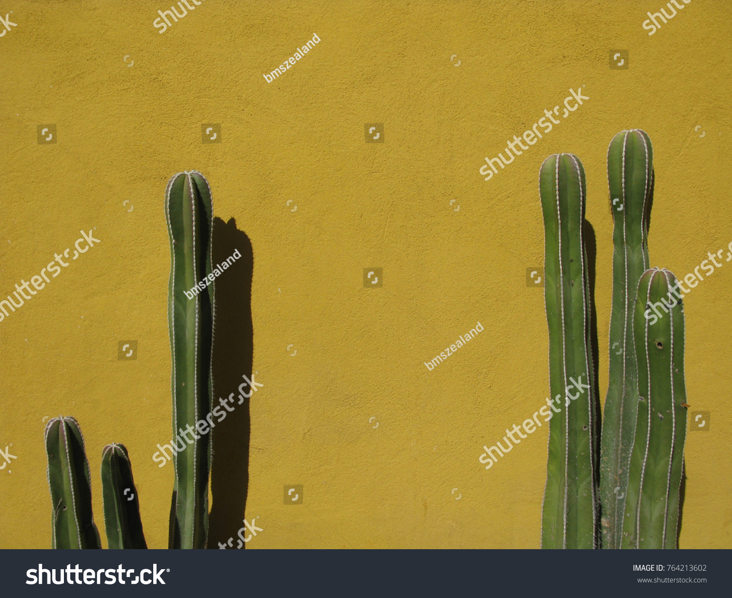 Two large tall dark green cactus plants against a yellow ochre painted wall in Mexico, with room for text / copy space. #764213602