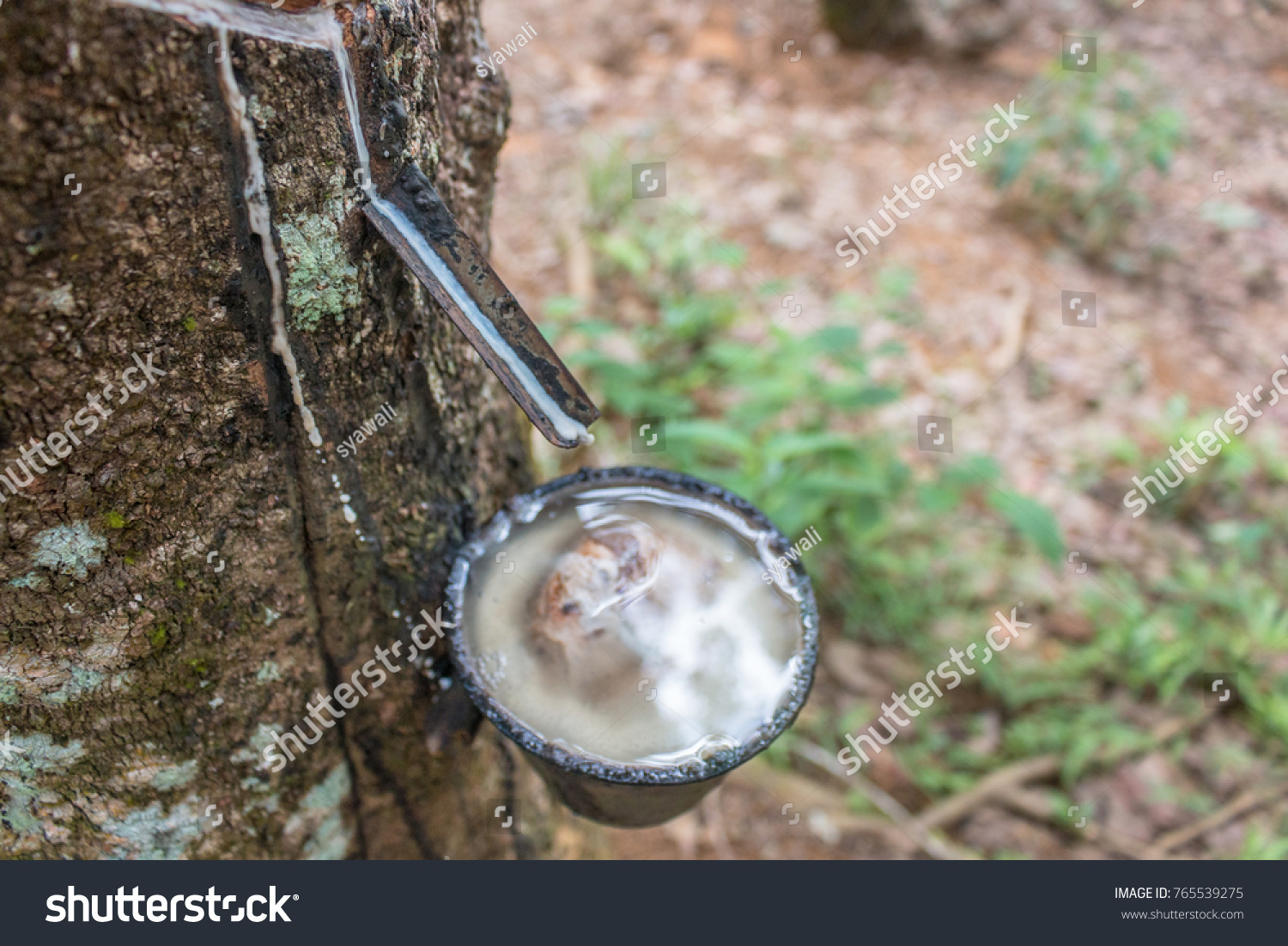 Raw rubber in a black bowl full of water. Rubber milk flows through the passage and goes into the bowl trap. There is scar that has been cut on the rubber stem. soft focus background. #765539275