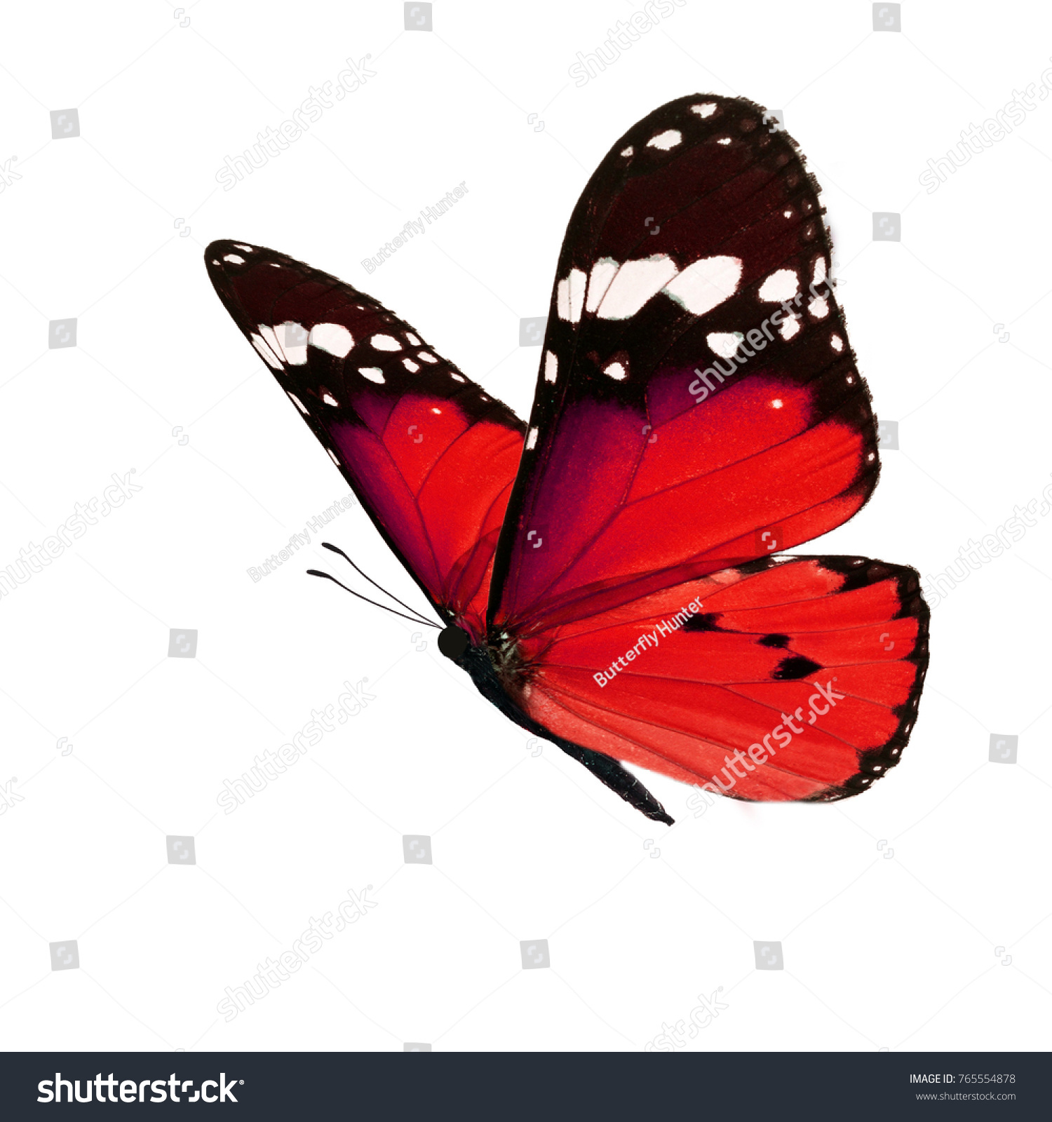 Beautiful red monarch butterfly isolated on white background. #765554878
