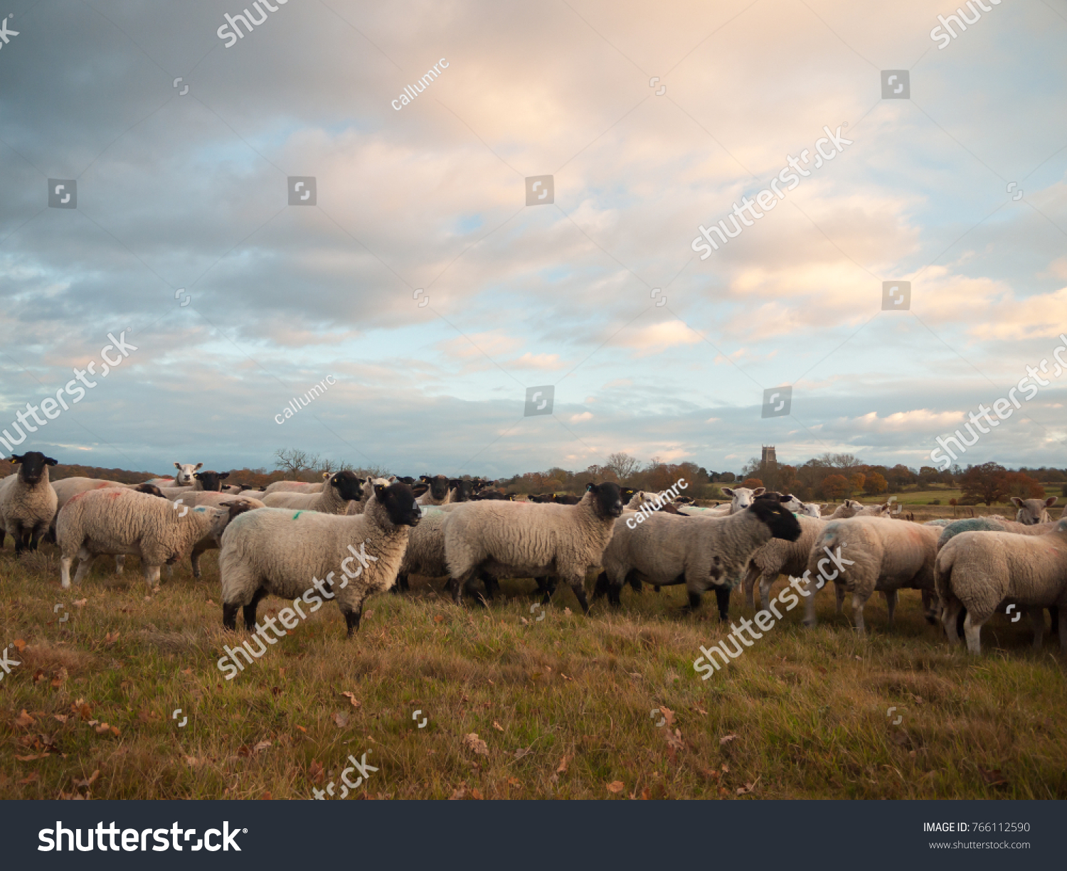 farmland close up white sheep farm grass grazing standing animals; essex; england; uk #766112590