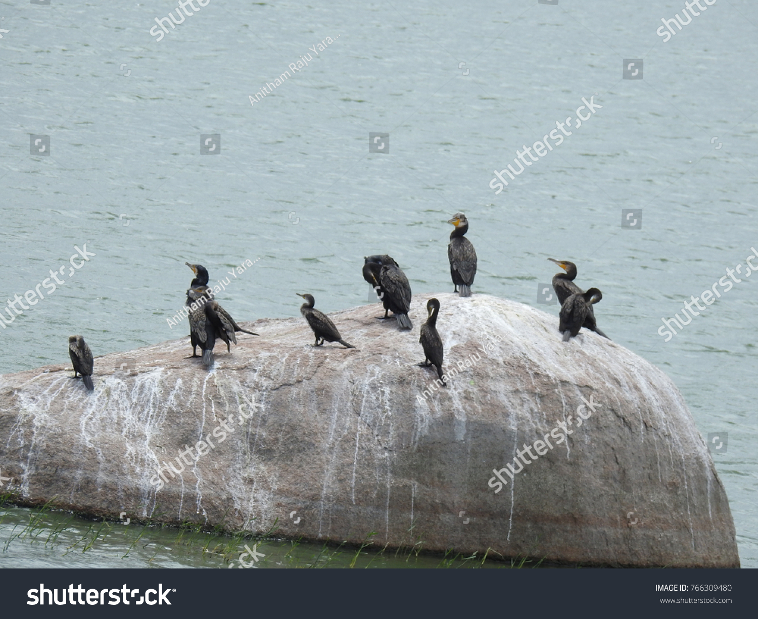 Group of Cormorant (Shags) Birds on a big Rock surrounded by water in a sunny afternoon. Beautiful Avians at the lake #766309480