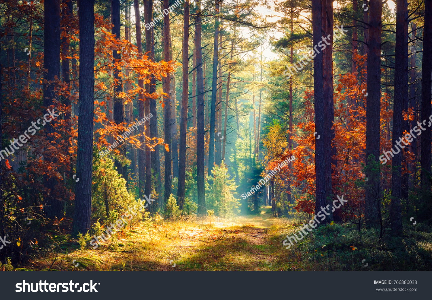 Autumn forest nature. Vivid morning in colorful forest with sun rays through branches of trees. Scenery of nature with sunlight #766886038