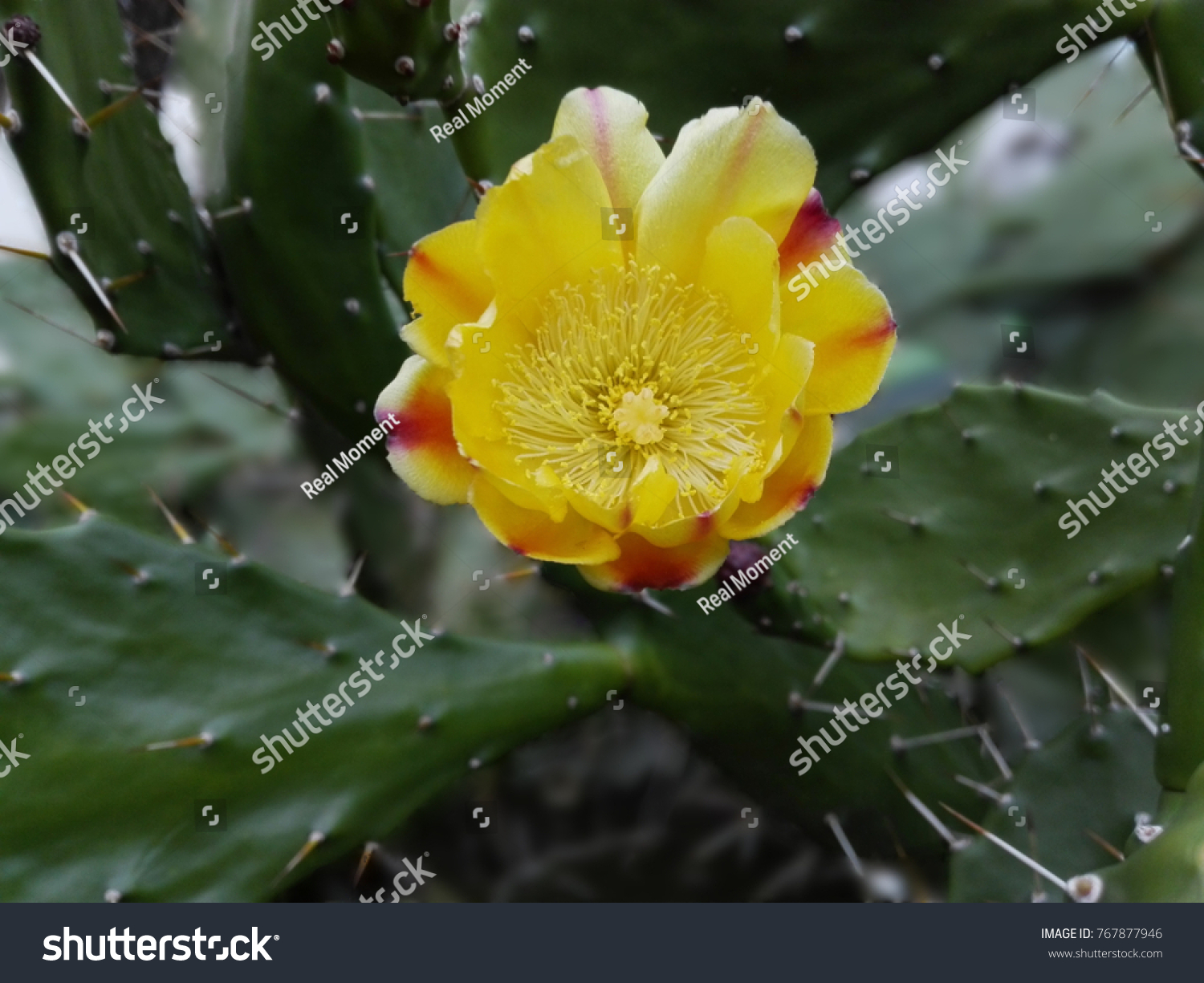 Wild prickly pear cactus or paddle cactus yellow flower in spring desert near beach, Greece. Desert cactus yellow flower macro. Desert landscape with yellow flower close up on cacti green background #767877946