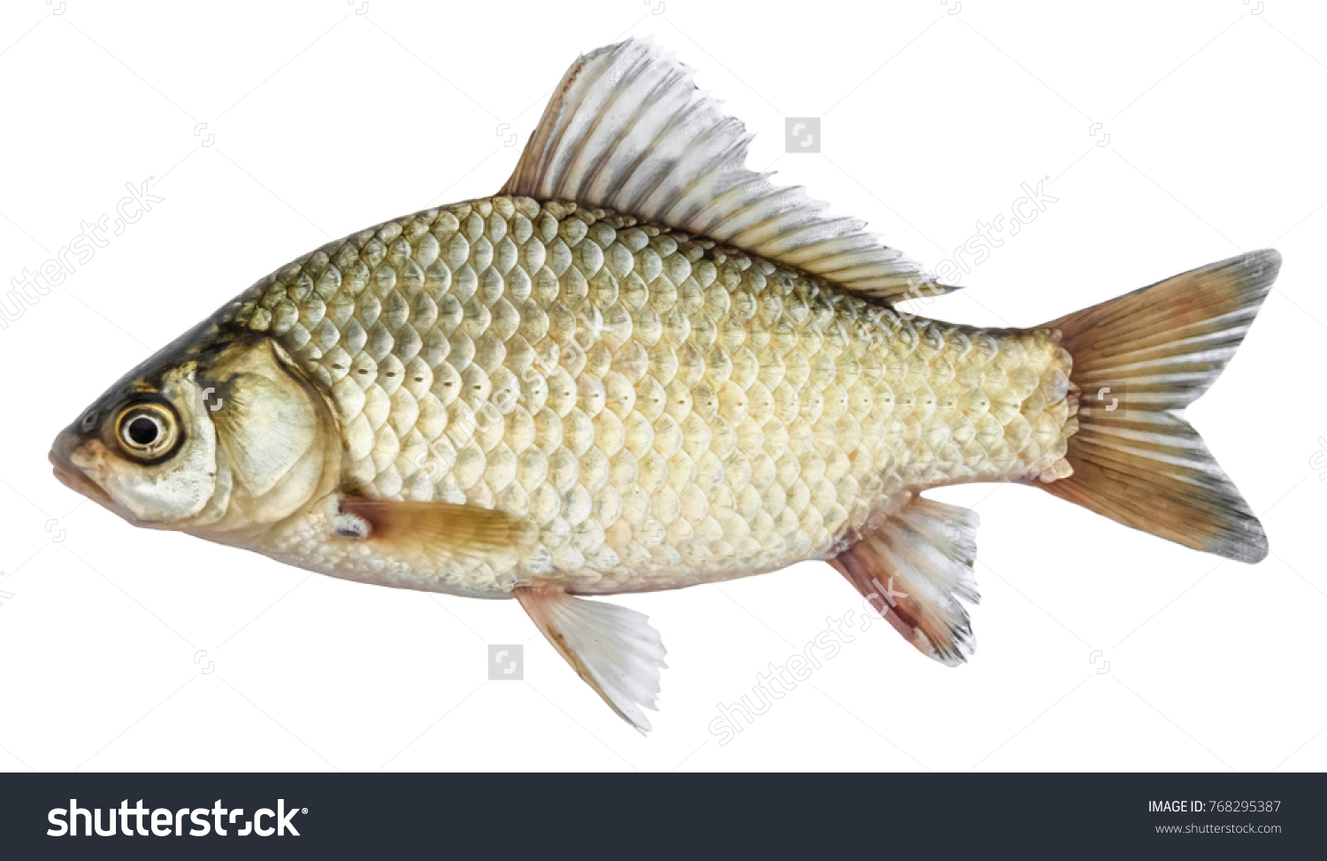 Isolated crucian carp, a kind of fish from the side. Live fish with flowing fins. River fish #768295387