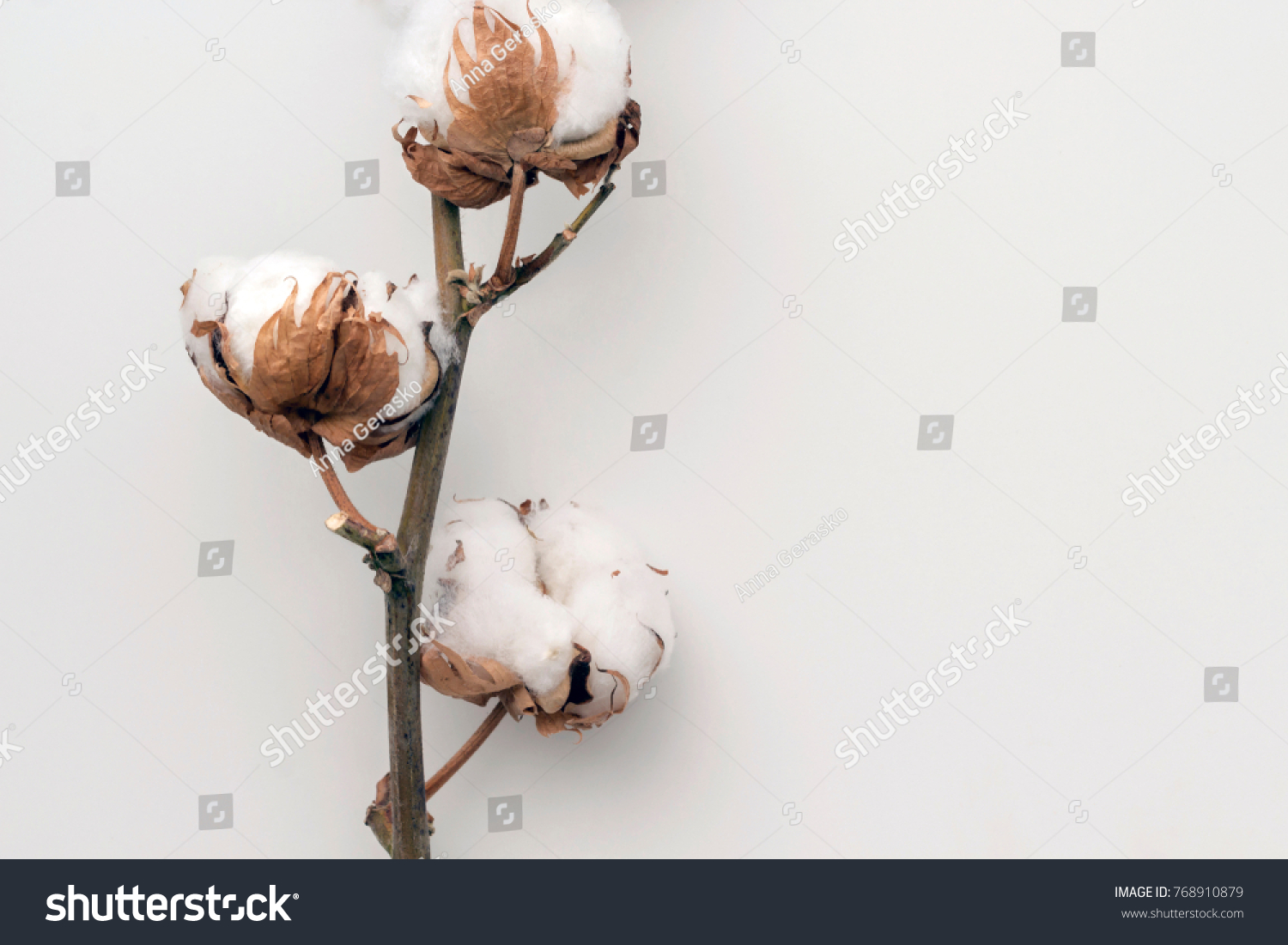 Dried white fluffy cotton flower on white background, close up, copy space, top view #768910879