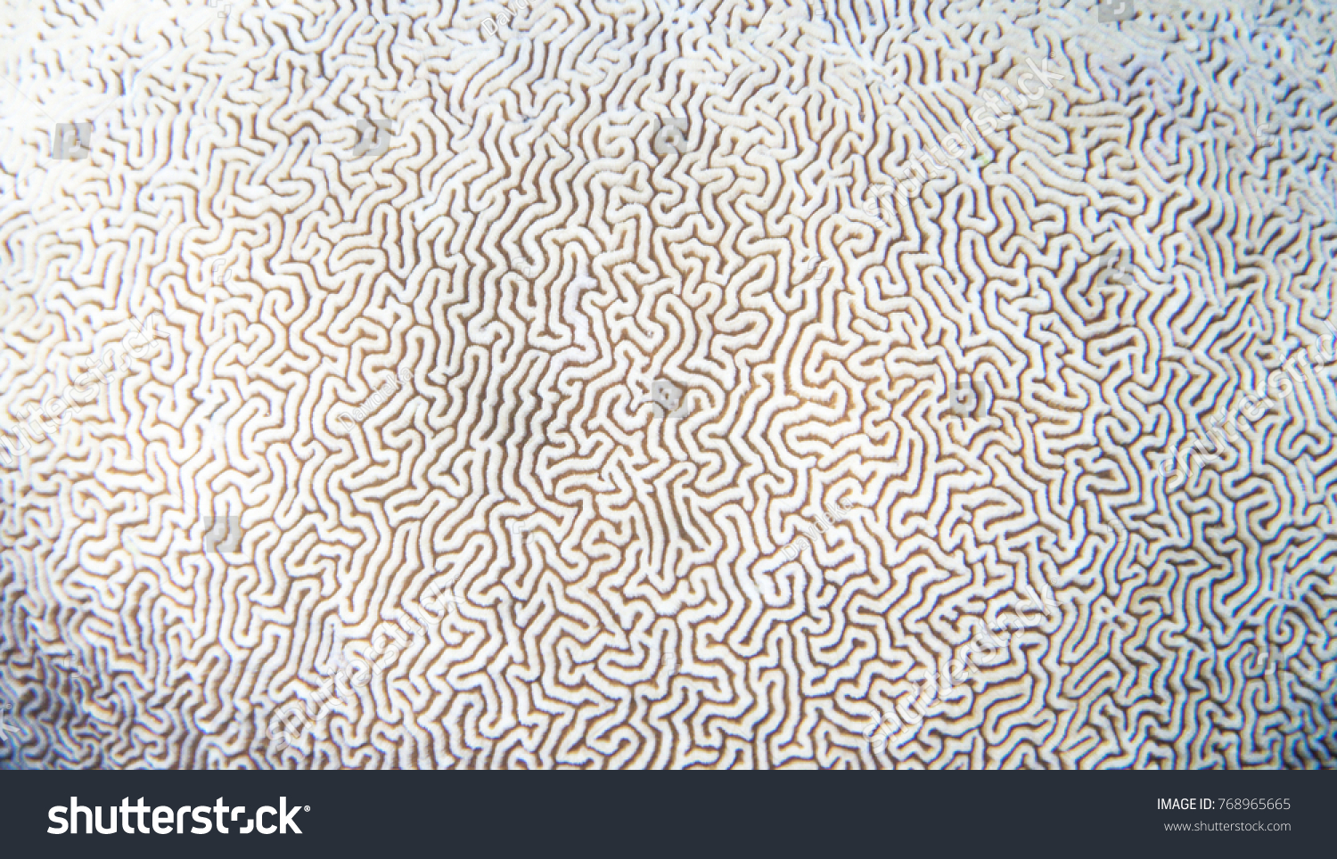 White coral texture. Tropical seashore underwater photo. Coral reef animal. Sea shore coral closeup. Natural surface closeup. Undersea view of marine life. Coral reef texture. Shallow water snorkeling #768965665