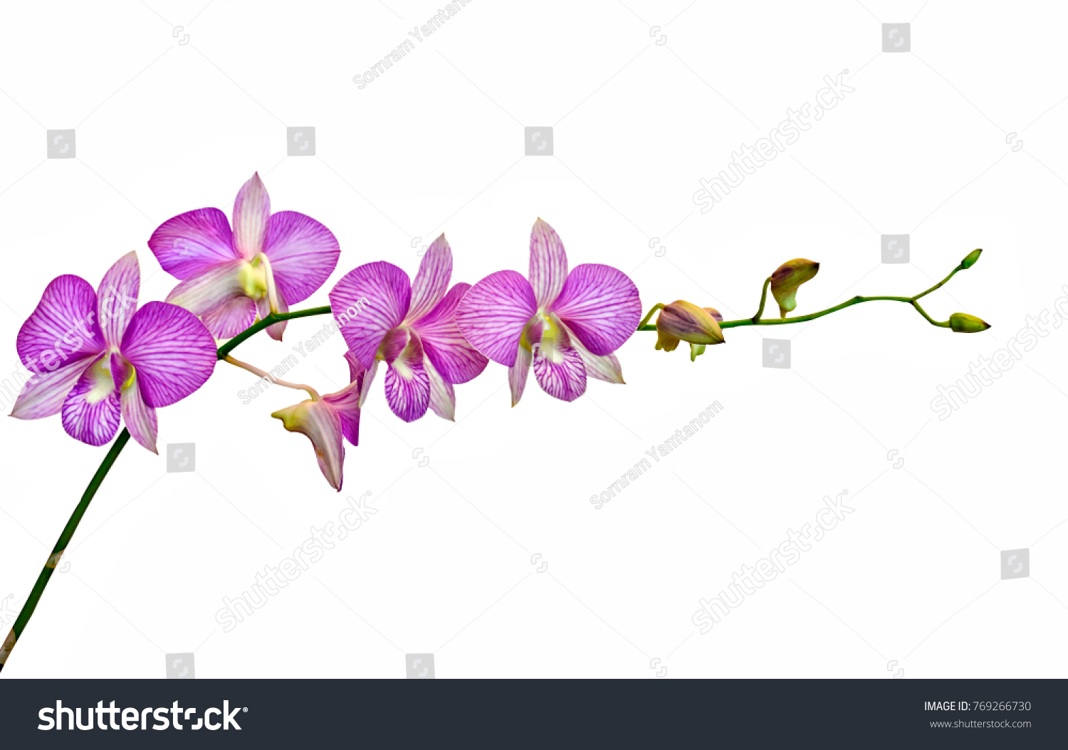 pink Phalaenopsis or Moth dendrobium Orchid flower in winter or spring day tropical garden isolated on white background.Selective focus.agriculture idea concept design with copy space add text. #769266730