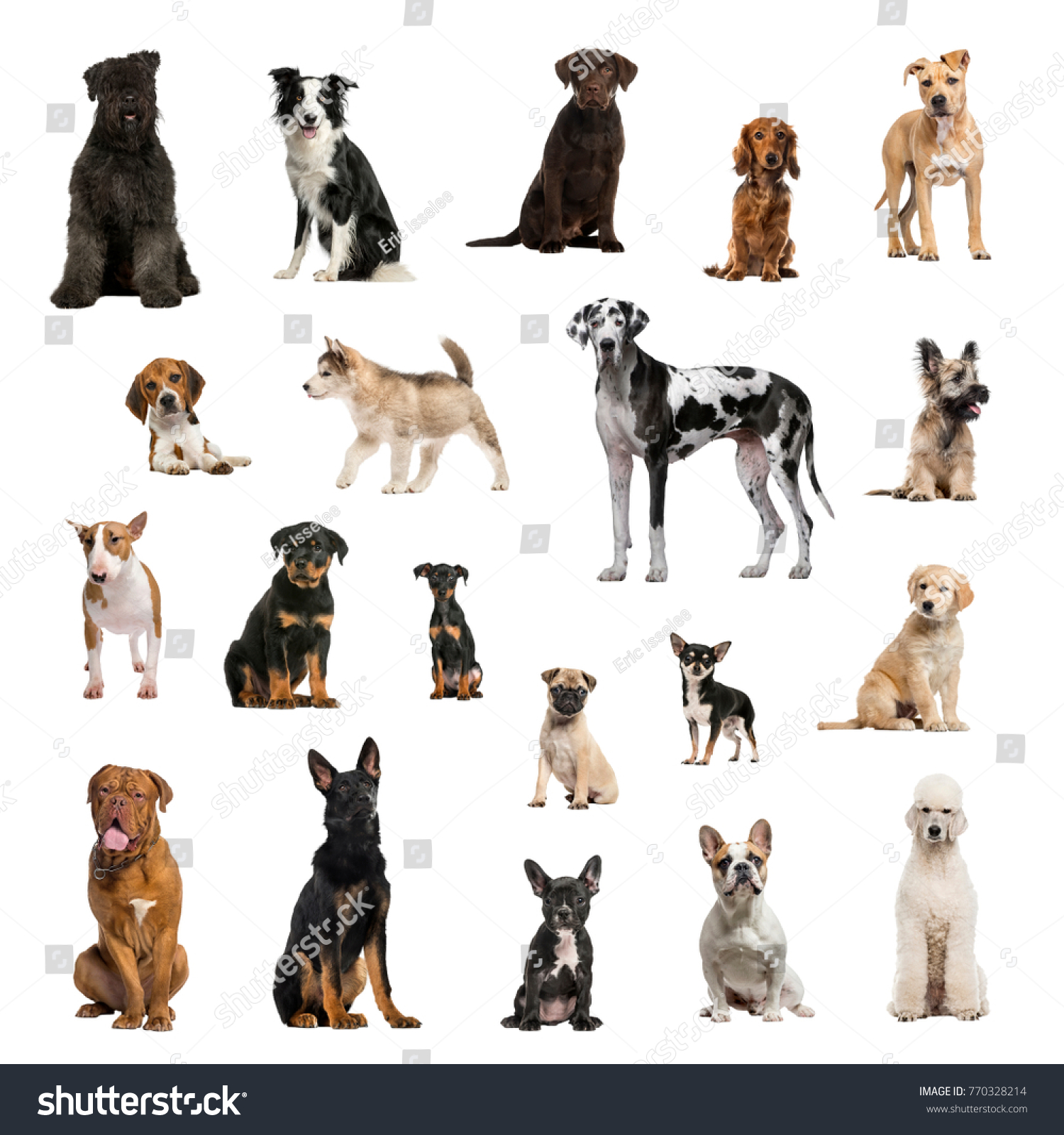 Large collection of dogs, in different position, - Royalty Free Stock ...