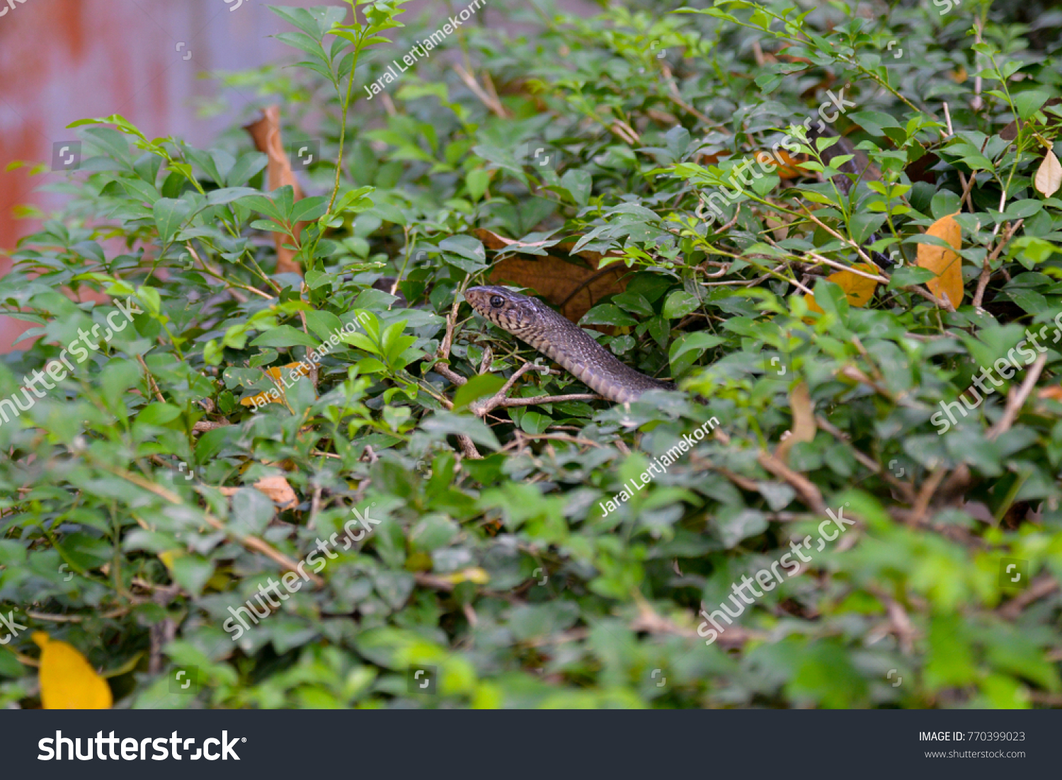 Snake hide in the bush #770399023