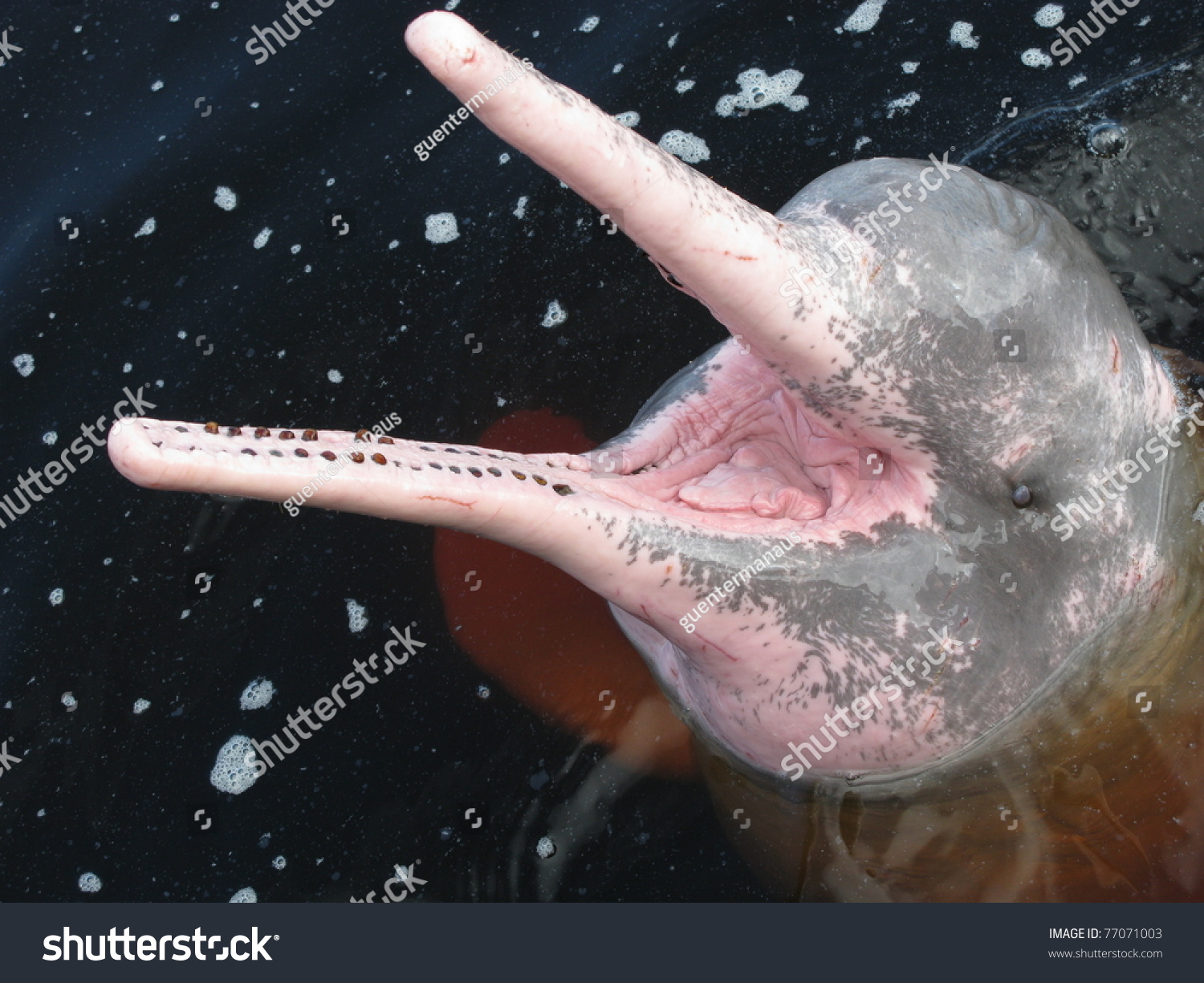 The Amazon river dolphin, alternatively Bufeo, Bufeo Colorado, Boto Cor de Rosa, Boutu, Nay, Tonina, or Pink Dolphin (Inia geoffrensis), is a freshwater river dolphin. Rio Negro, Brazil #77071003