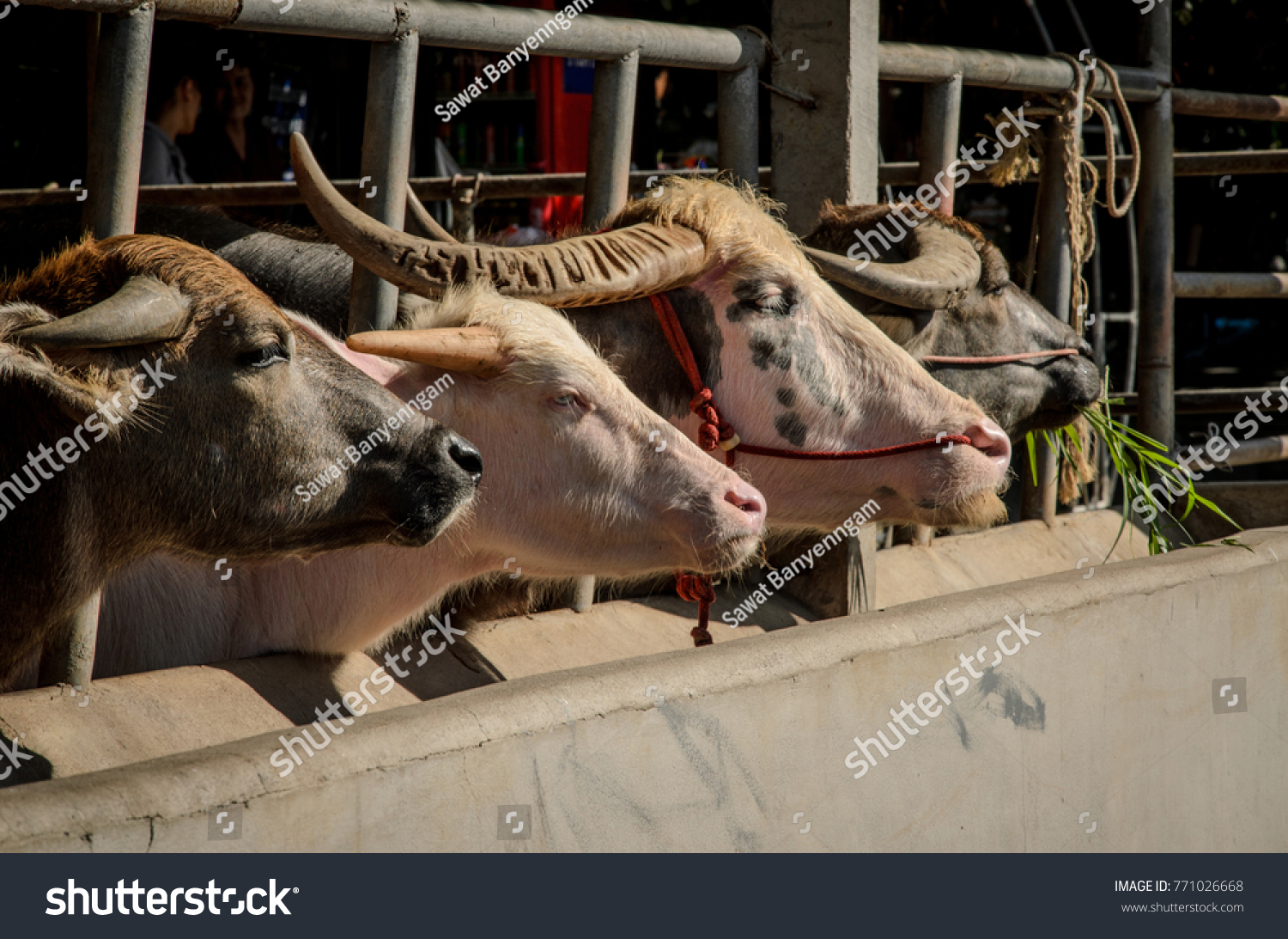 Buffalo in a livestock stall #771026668