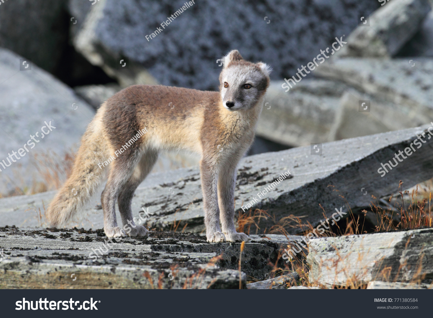 Arctic fox ,white fox , polar fox ,snow fox (Vulpes lagopus) young foraging in rocky terrain on the tundra in summer #771380584