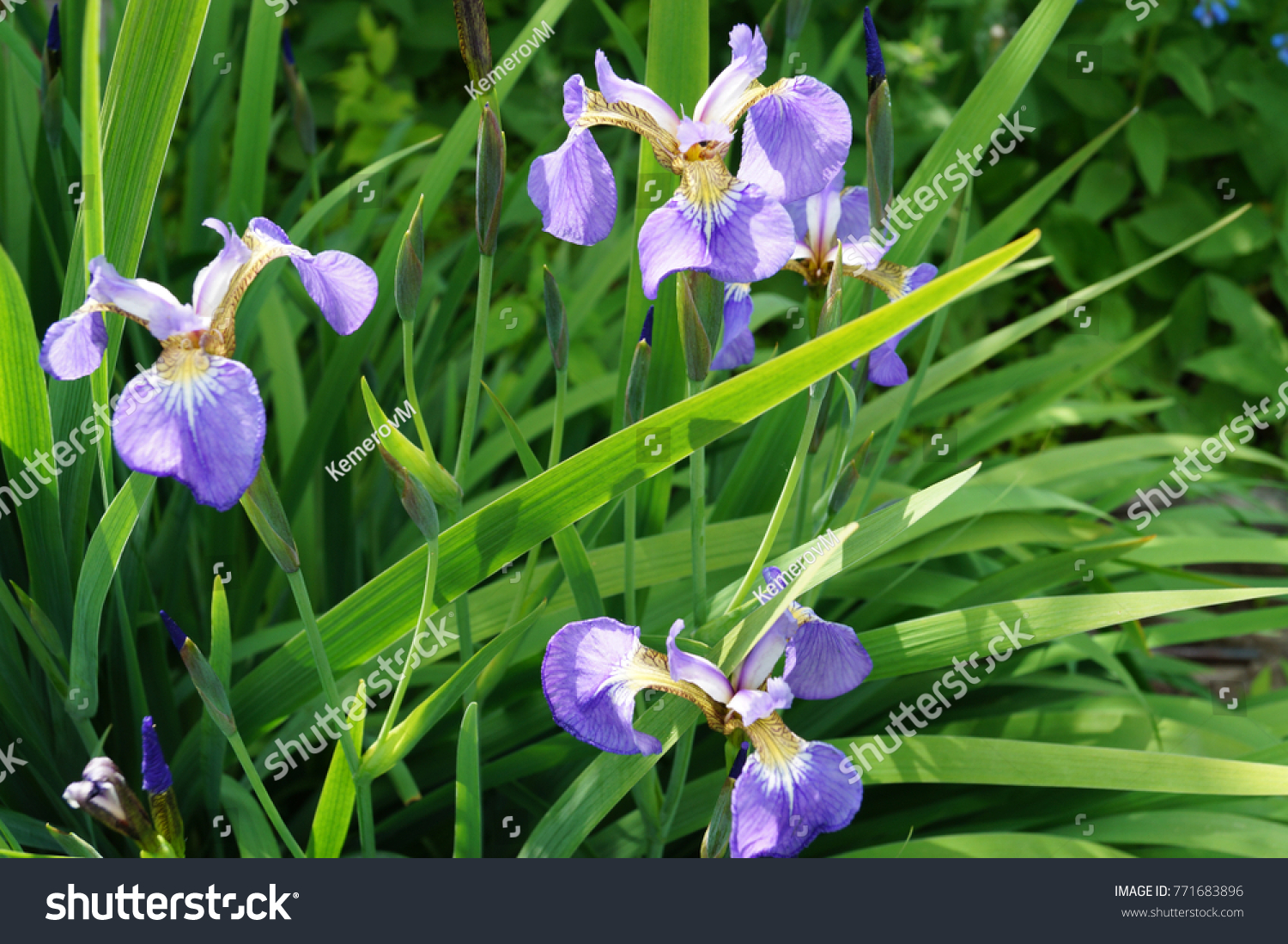 garden blue irises #771683896