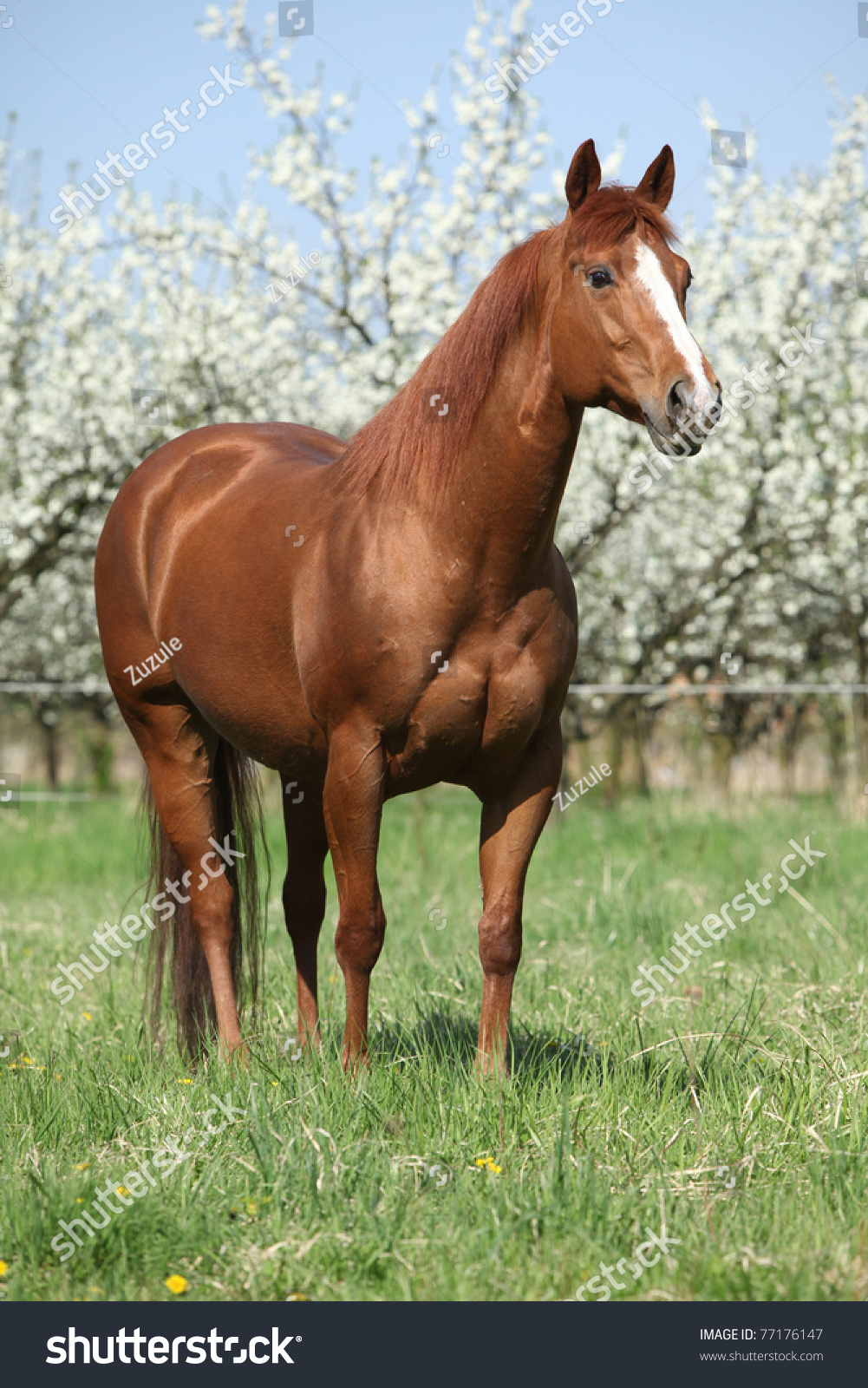Nice quarter horse in front of flowering plum trees #77176147