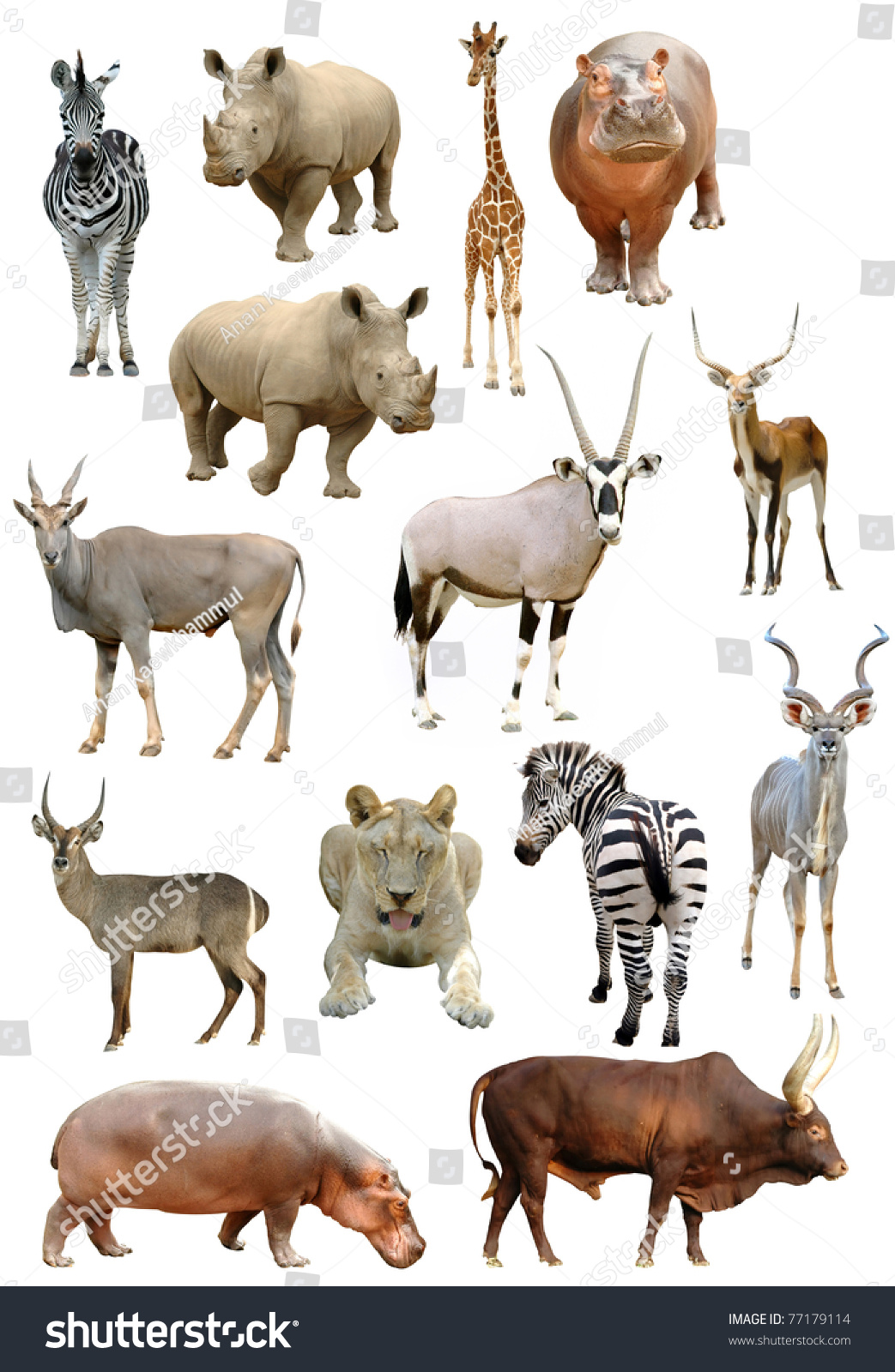 african animals collection isolated on white background #77179114