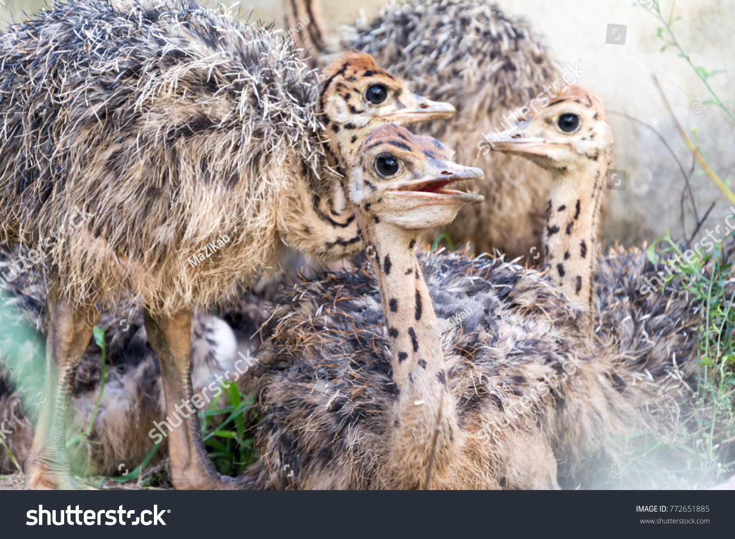 Ostrich offspring are larger than any other bird baby. #772651885