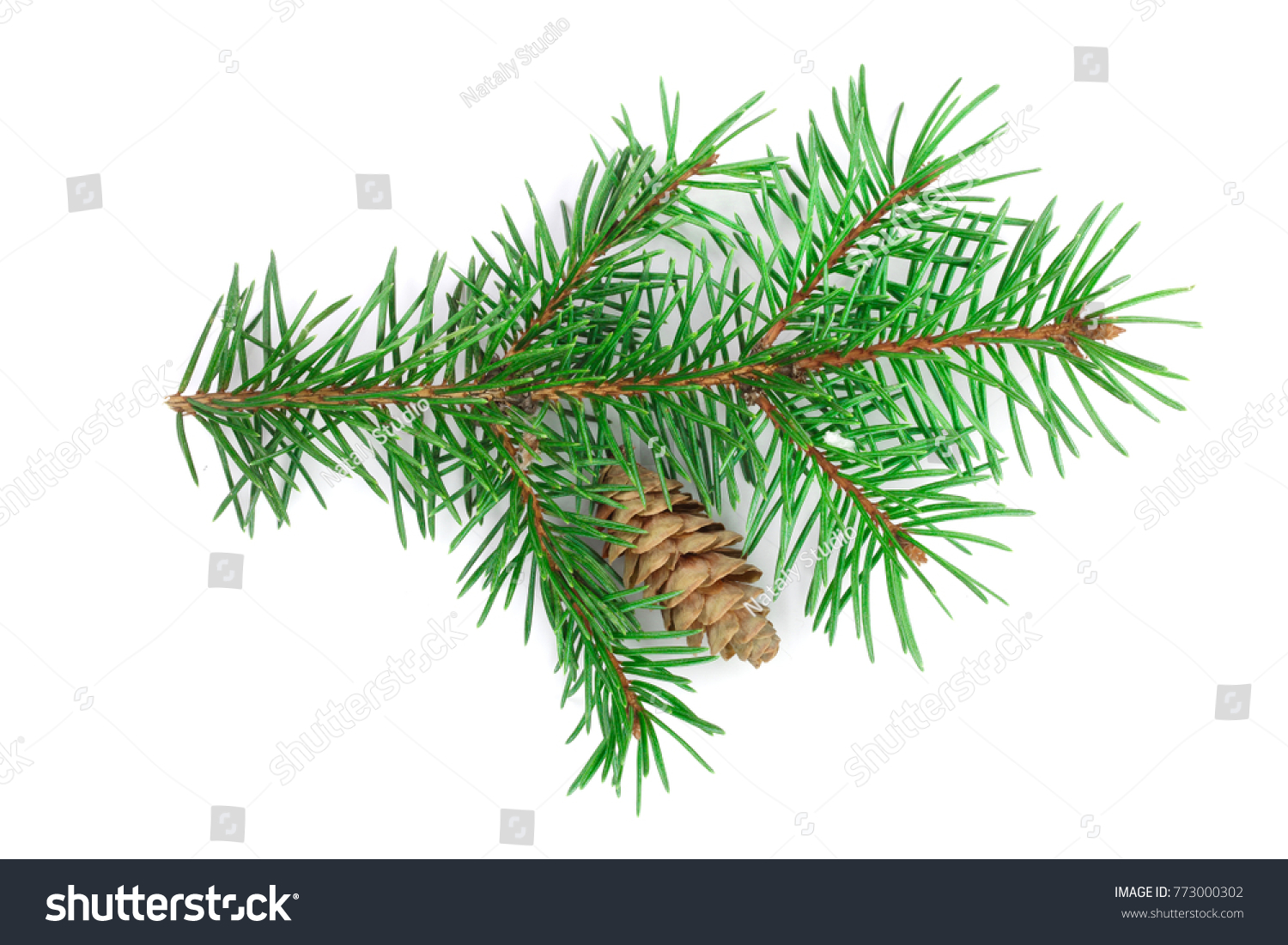 Fir tree branch with cone isolated on a white background close-up. Top view #773000302