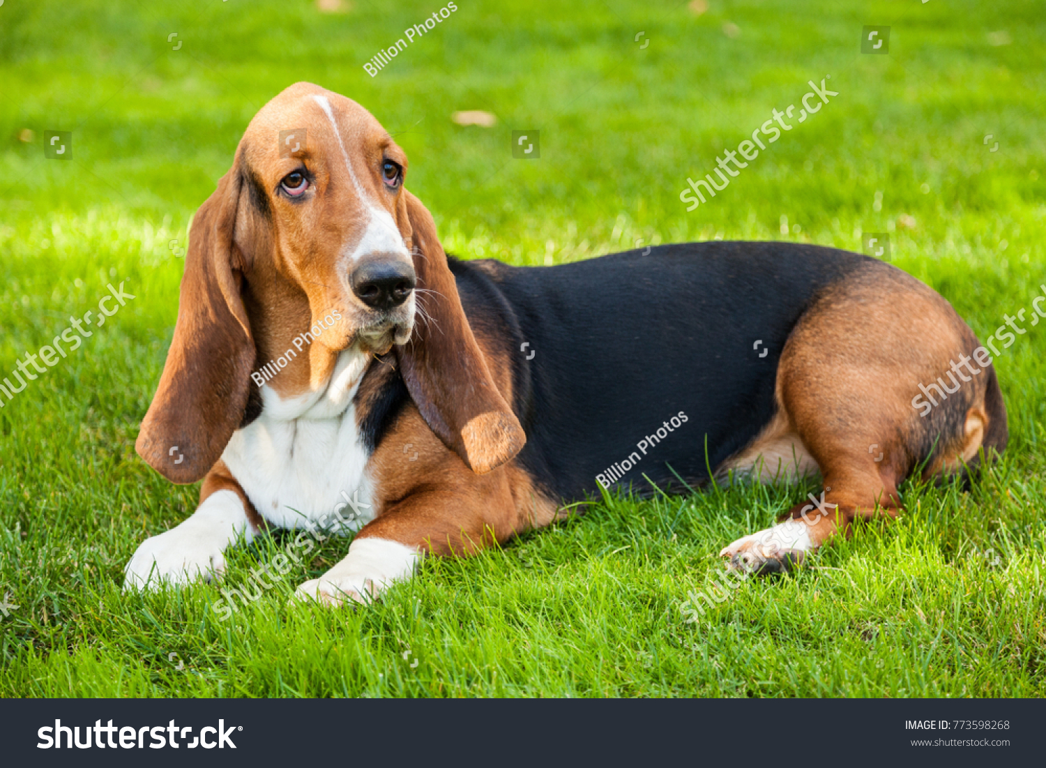 Basset Hound Laying on the Grass #773598268