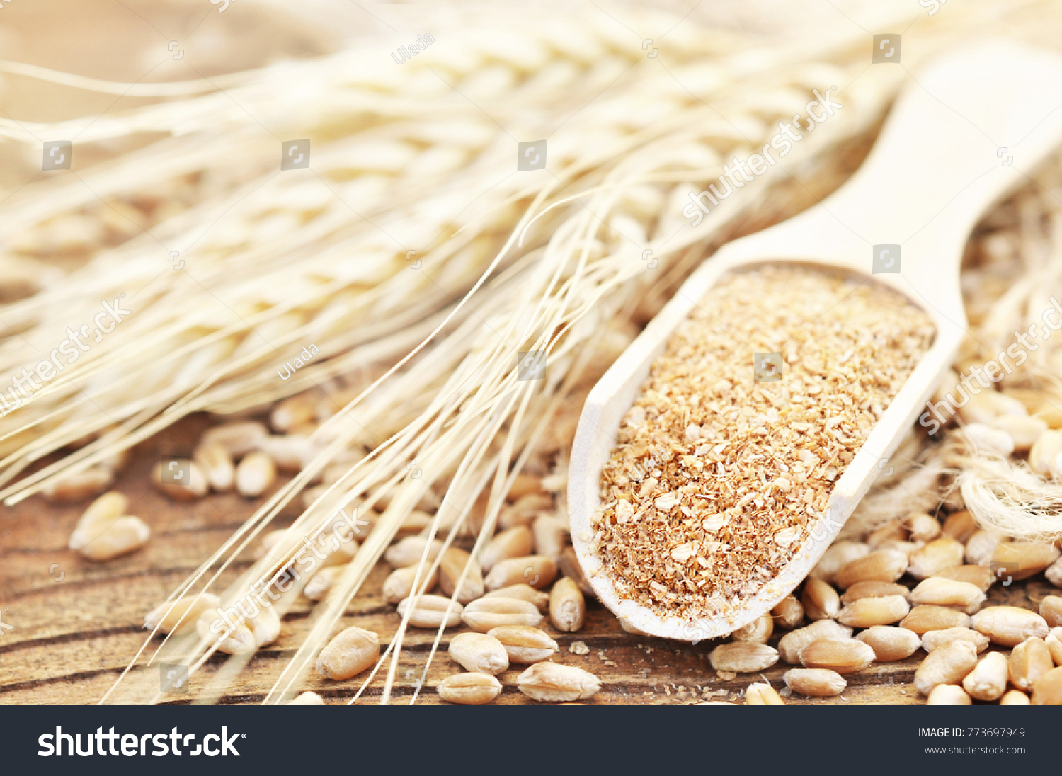 Wheat bran in wooden spoon on wheat ears plants background, unprocessed miller's bran, selective focus #773697949