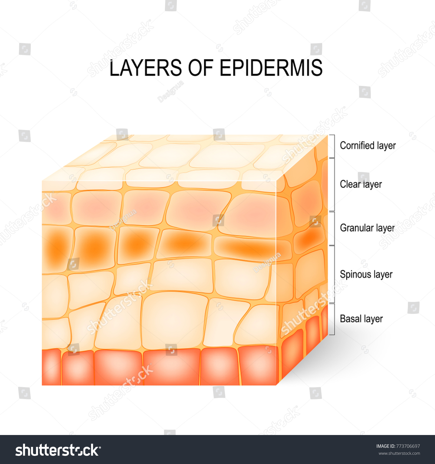 Layers of epidermis: cornified, clear, granular, - Royalty Free Stock ...