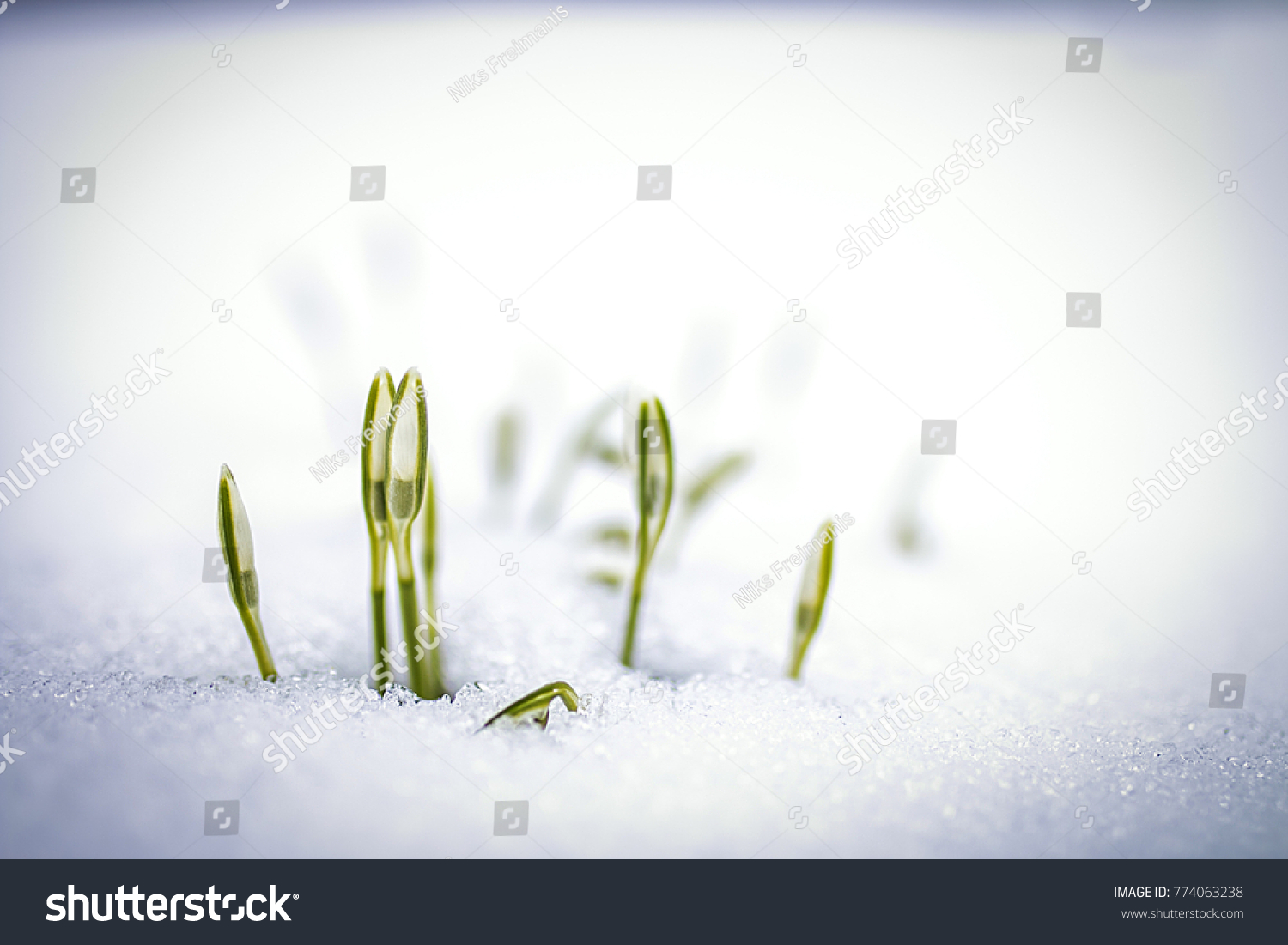 Snowdrops inearly spring, Latvia #774063238
