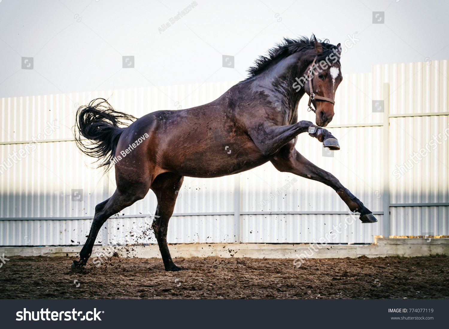 Thoroughbred horse action #774077119