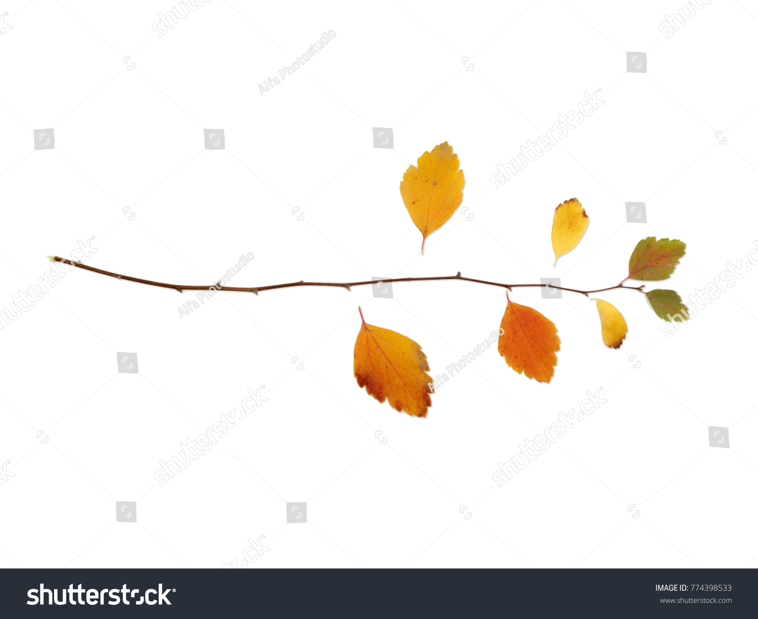 Branch with leaves lies horizontally on a white isolated background #774398533