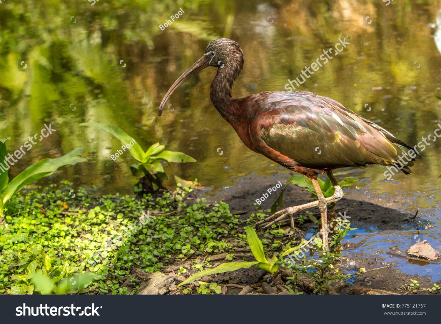 A glossy ibis.  The glossy ibis is a wading bird in the ibis family Threskiornithidae. The scientific name derives from Ancient Greek  meaning "sickle", referring to the shckle shape bill. #775121767