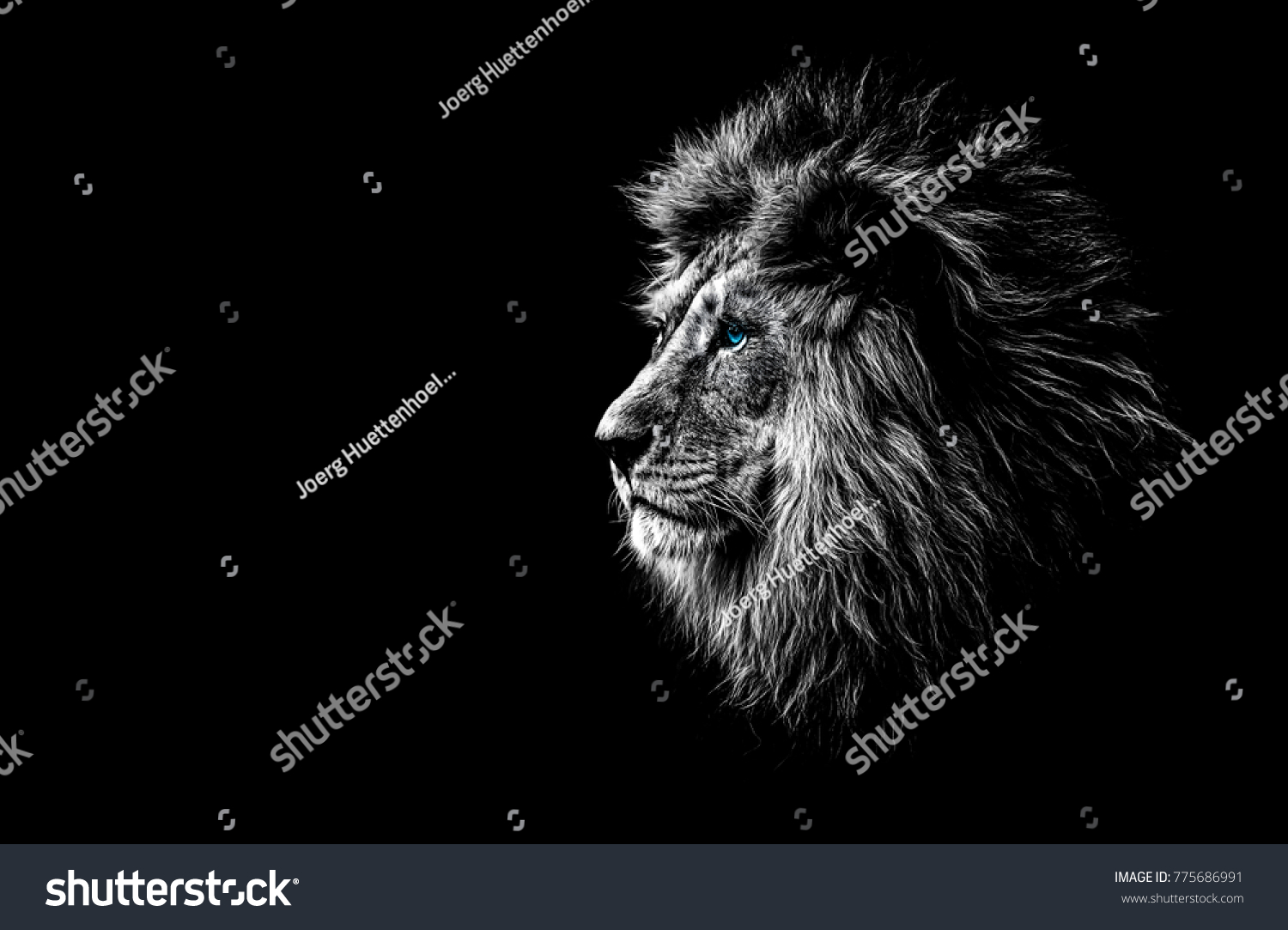 lion in black and white with blue eyes #775686991