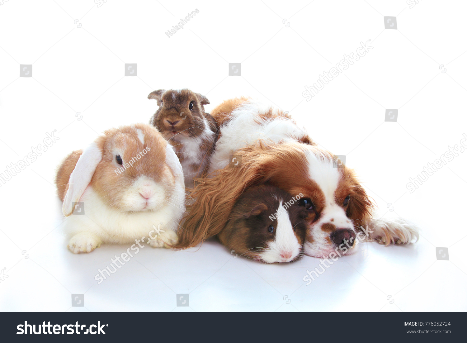 Animal friends. True pet friends. Dog rabbit bunny lop animals together on isolated white studio background. Pets love each other. #776052724